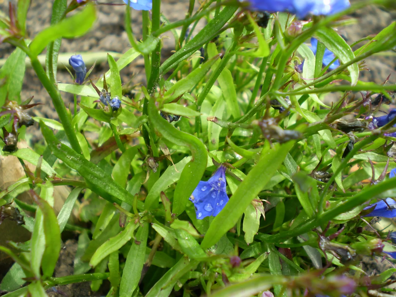 Lobelia (Lobelia Erinus) — This plant's low maintenance combined with its vibrant colors makes it an eye-catching addition to any garden; annual /, image 117