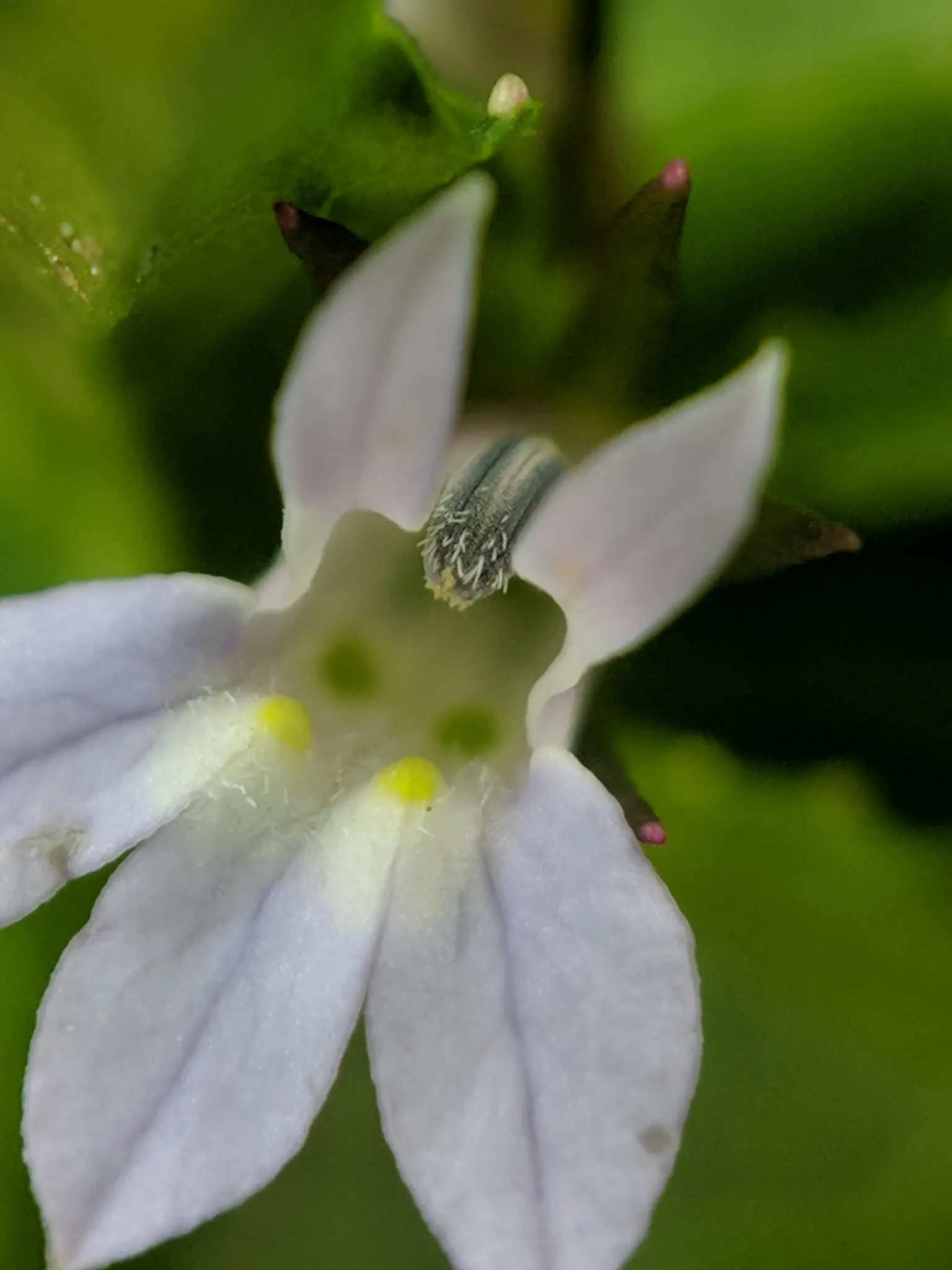 Lobelia (Lobelia Erinus) — is a compact annual or perennial plant that adds a striking splash of color to any landscape design; creating a cascading