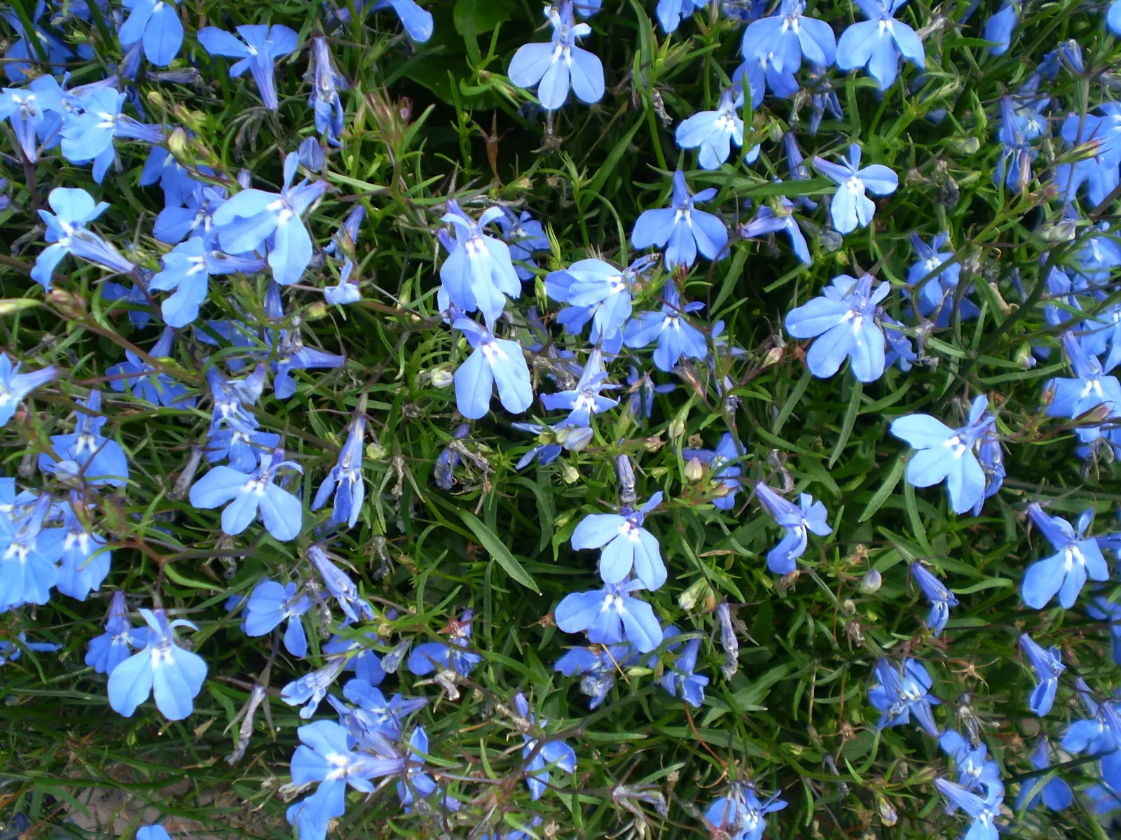 Lobelia (Lobelia Erinus) — In areas with severe winters, they are grown as annuals; in hotter climates, it benefits from afternoon shade to prevent, image 116