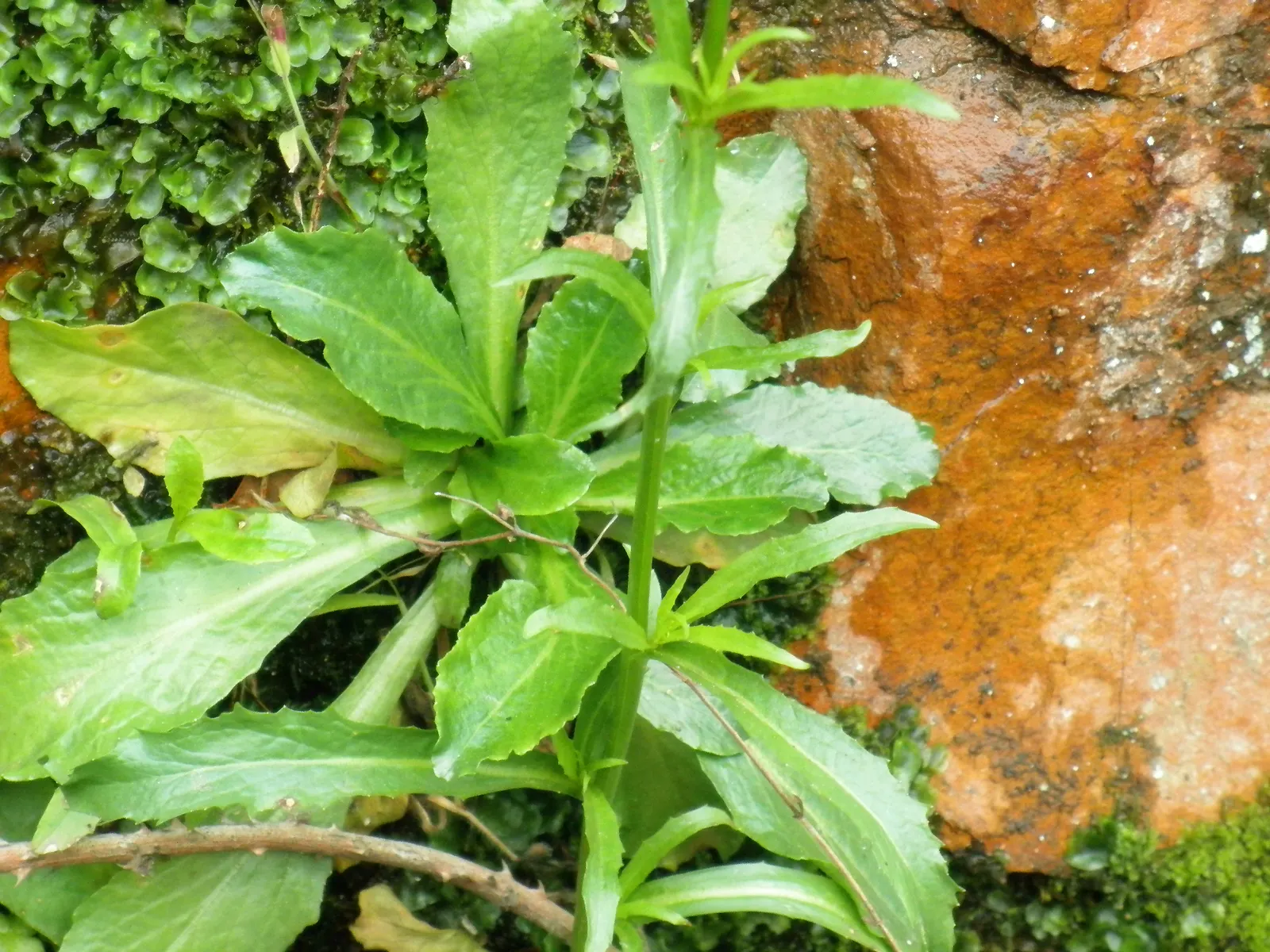 Lobelia (Lobelia Erinus) — annual / ground cover for full or half