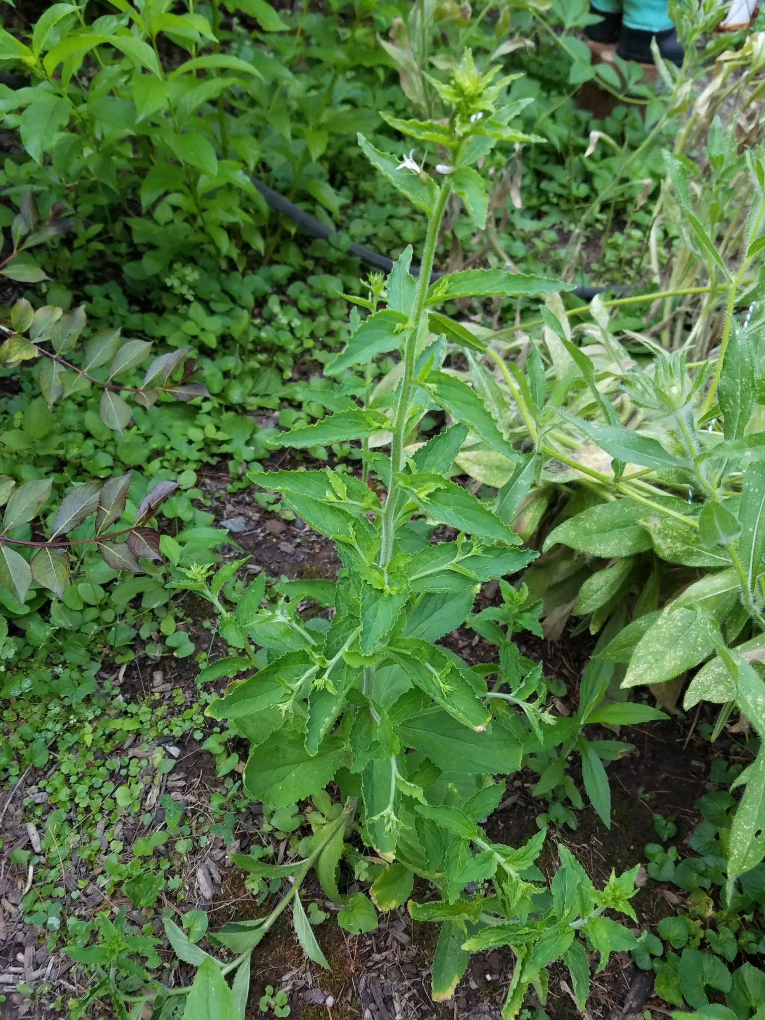 Lobelia (Lobelia Erinus) — Typically reaching a height of 4 to 9 inches and spreading approximately 6 inches wide; lobelias can tolerate cooler temperatures