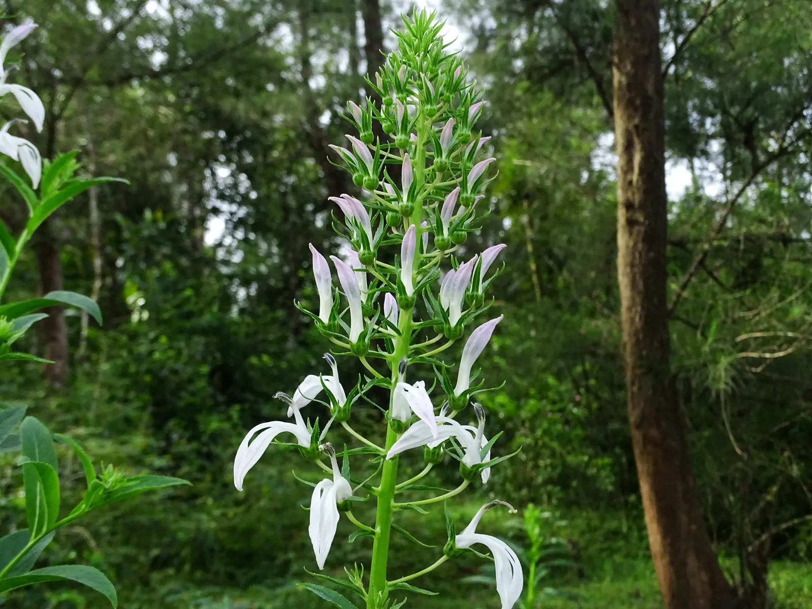 Lobelia (Lobelia Erinus) — Lobelia erinus requires regular watering, especially during dry periods, to maintain its lush appearance
