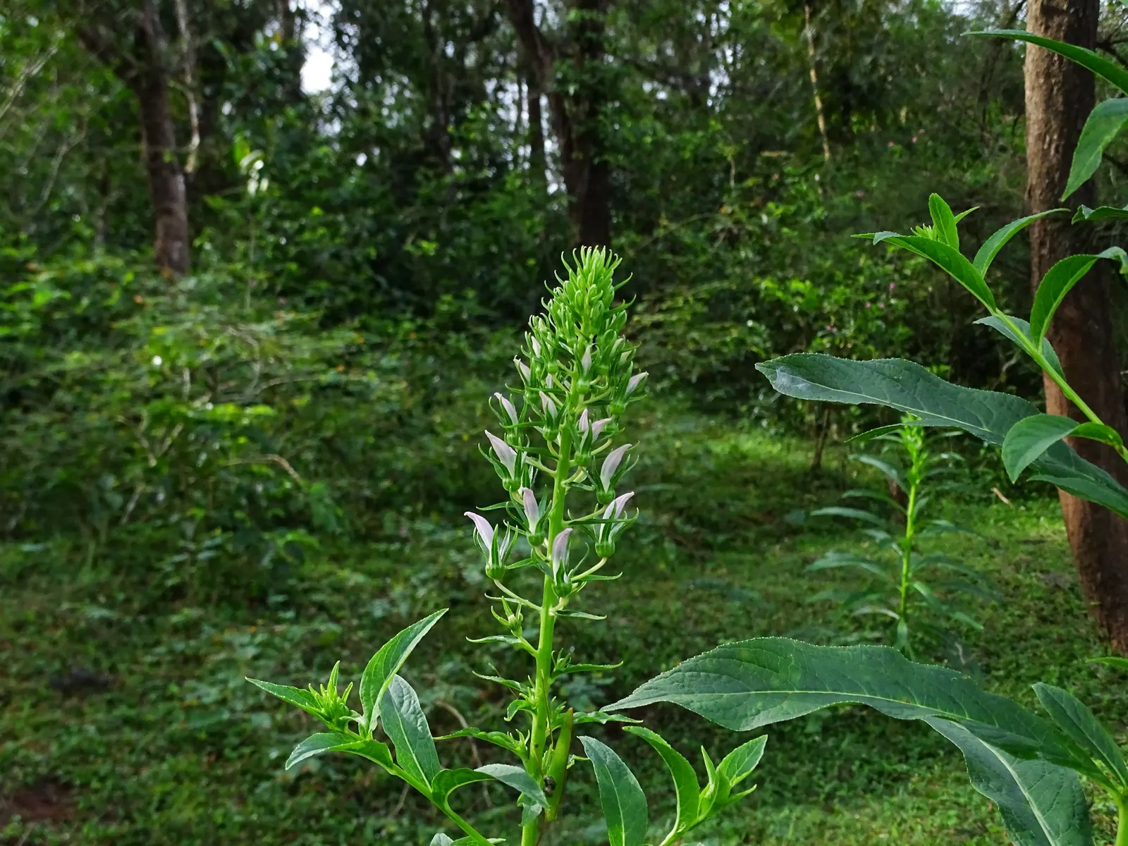 Lobelia (Lobelia Erinus) — Typically reaching a height of 4 to 9 inches and spreading approximately 6 inches wide