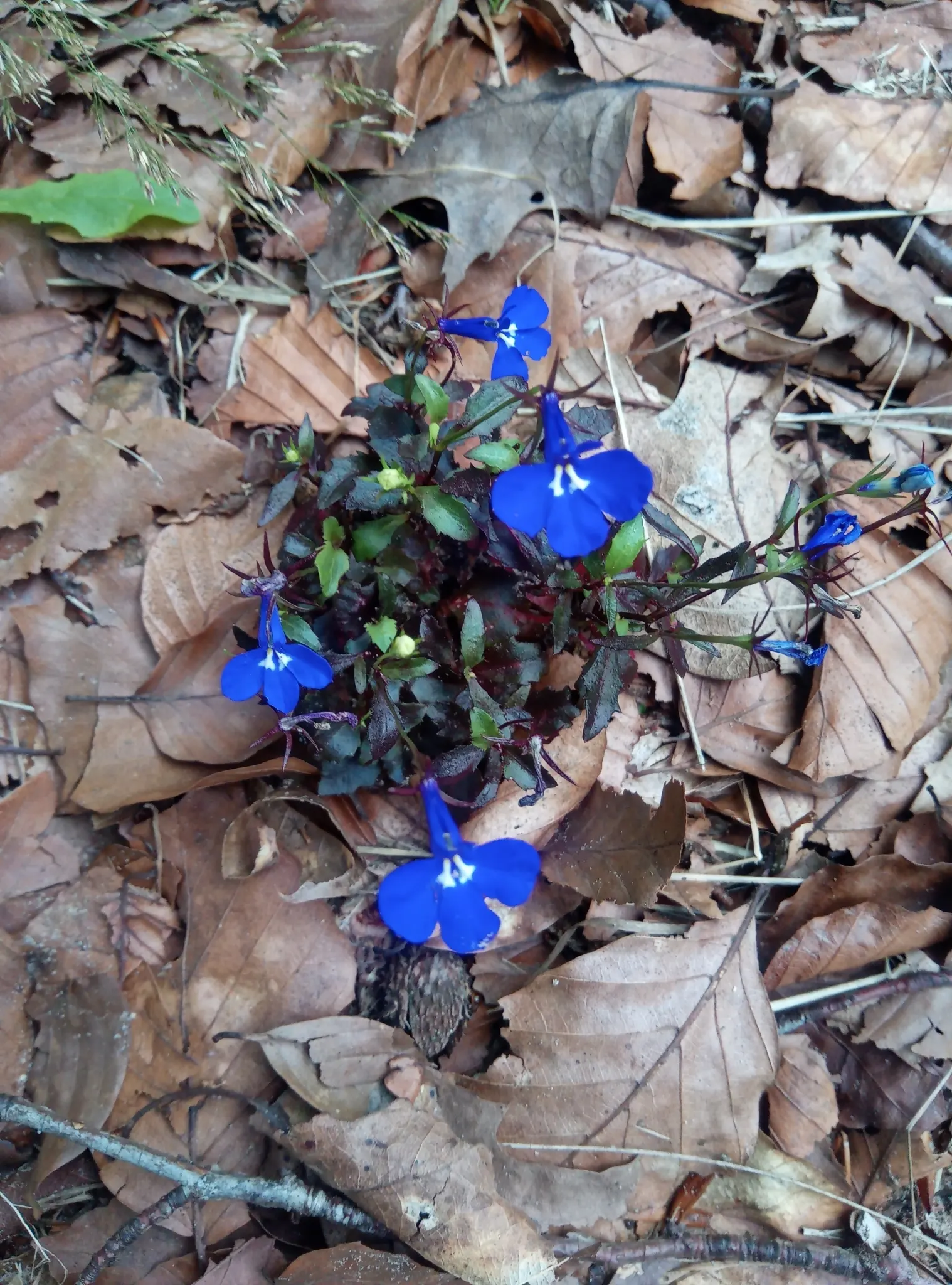 Lobelia (Lobelia Erinus) — commonly referred to as Lobelia; enjoys consistent moisture