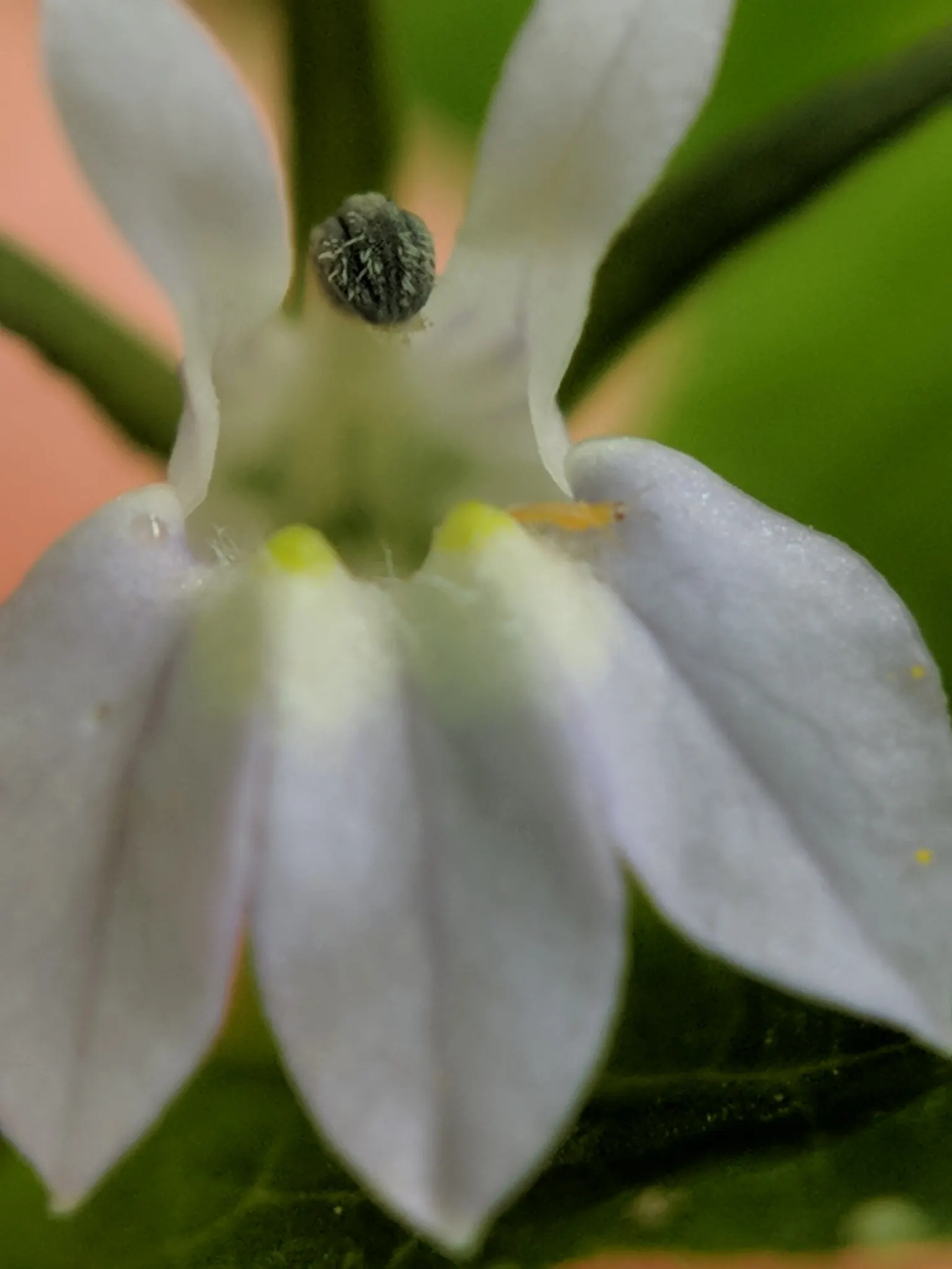 Lobelia (Lobelia Erinus) — Noted for its stunning cascade of petite; periodic deadheading is recommended to encourage repeated flowering.<br><br>Hardy in USDA