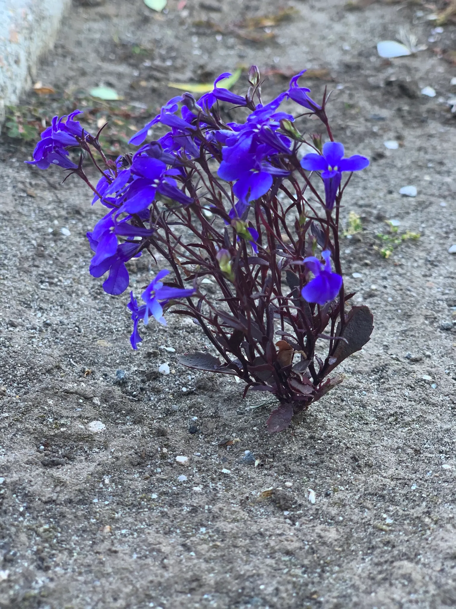 Lobelia (Lobelia Erinus) — In hotter climates, it benefits from afternoon shade to prevent wilting; in areas with severe winters, they are grown as annuals