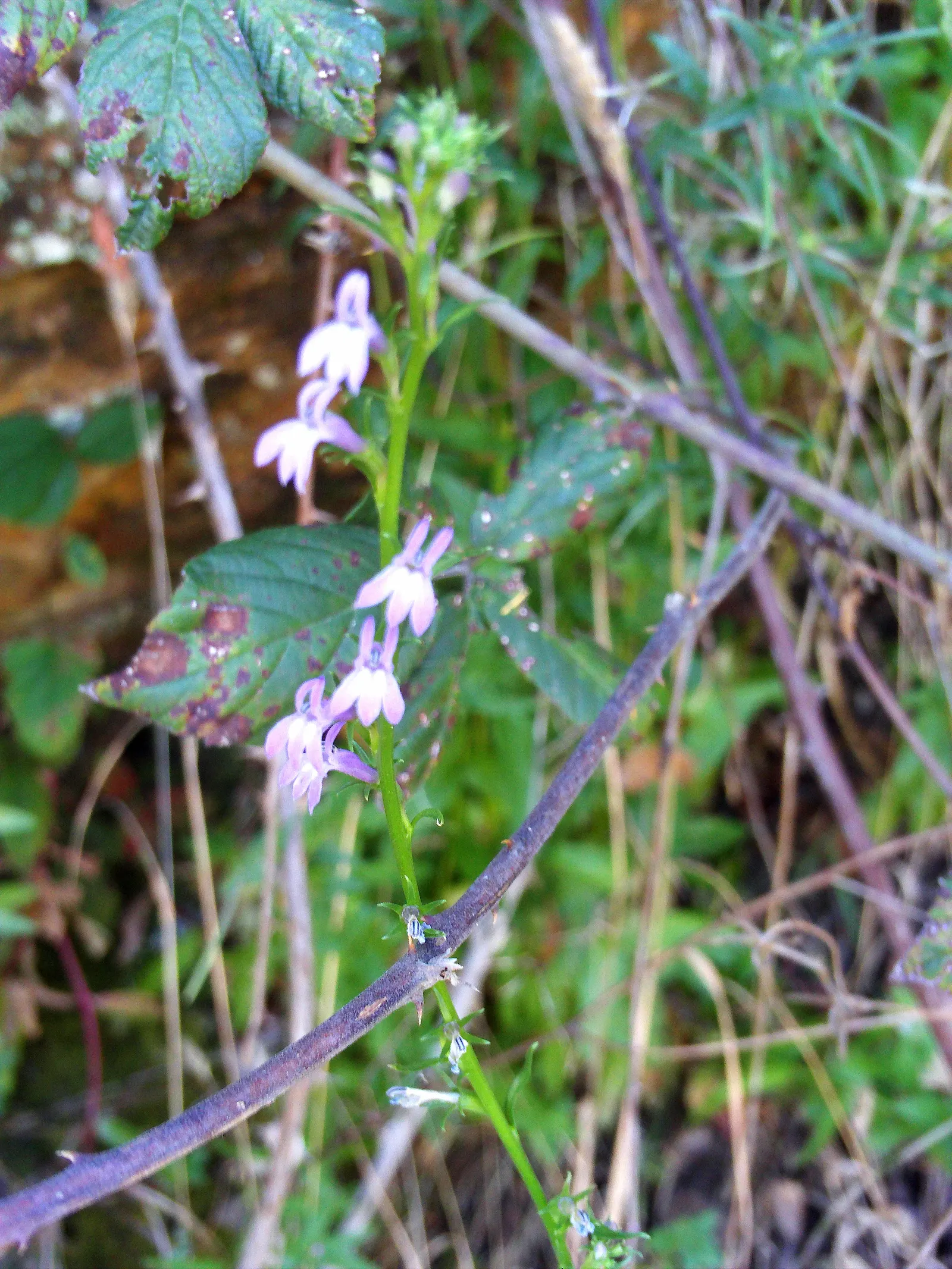 Lobelia (Lobelia Erinus) — showcasing a plethora of tiny; lobelia erinus requires regular watering, especially during dry periods, to maintain its lush