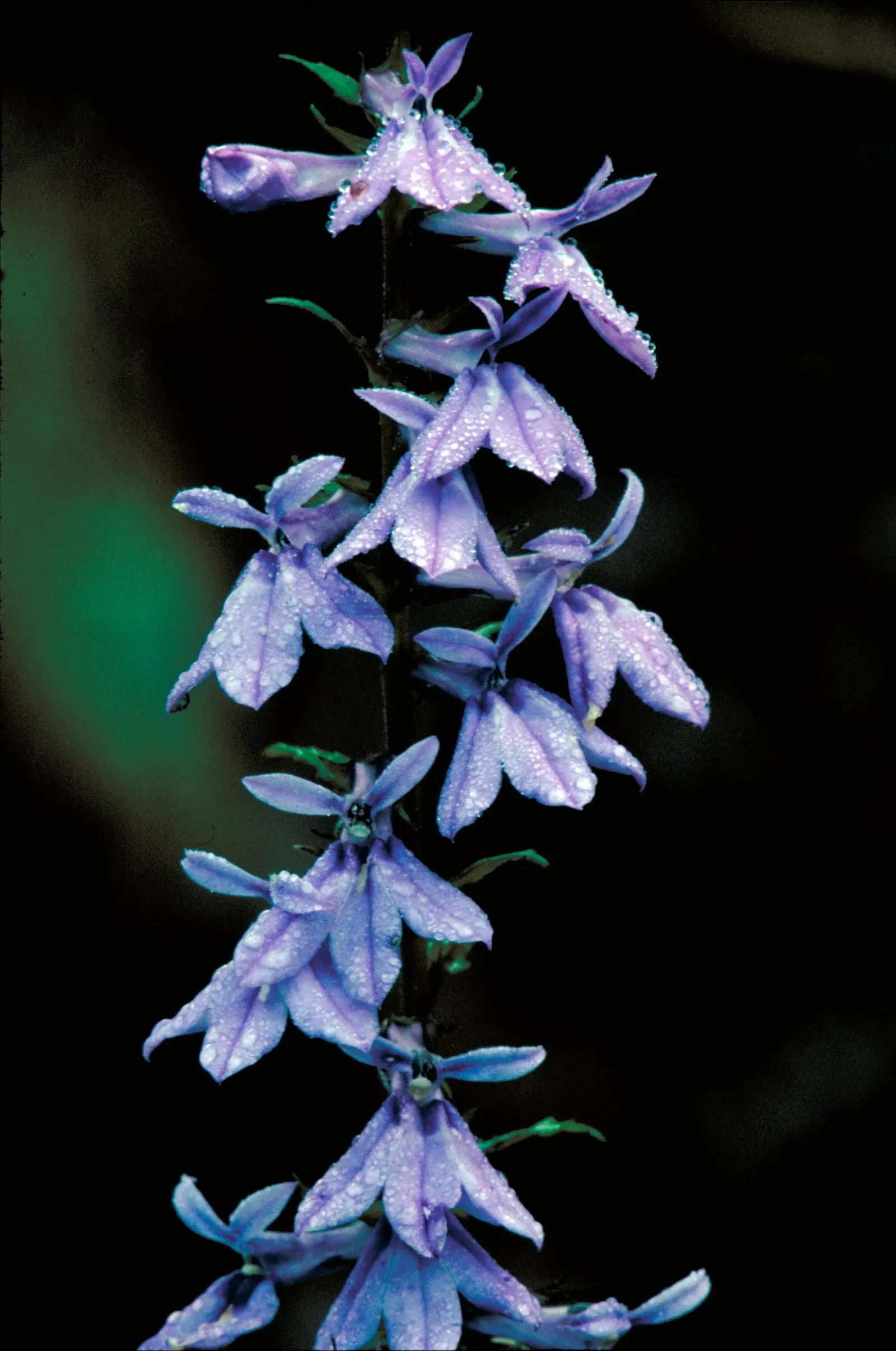 Lobelia (Lobelia Erinus) — Deadheading encourages continued blooming from late spring into early fall