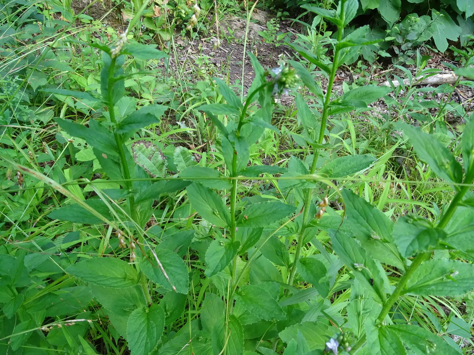 Lobelia (Lobelia Erinus) — periodic deadheading is recommended to encourage repeated flowering.<br><br>Hardy in USDA Zones 10 to 11