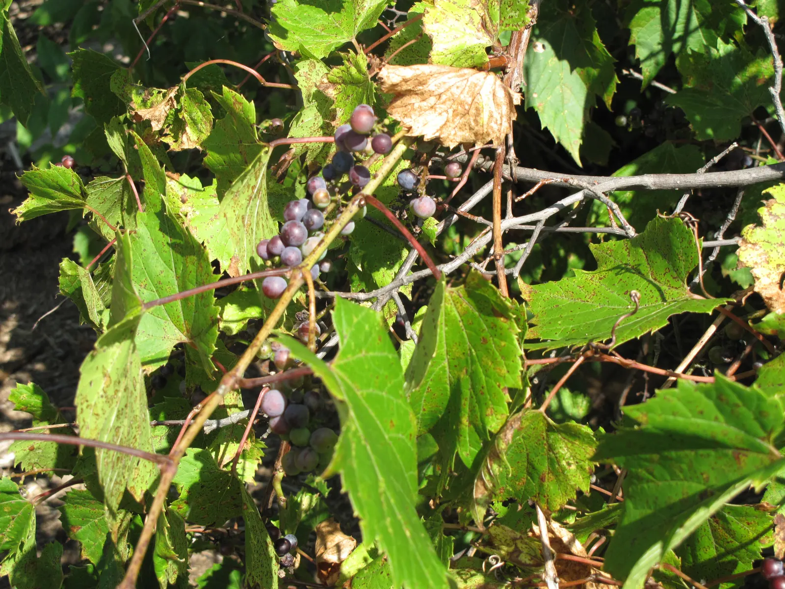 Riverbank Grape (Vitis Riparia) — This vigorous vine can climb to an impressive height of up to 50 feet by means of its tendrils; which enable it to grasp and