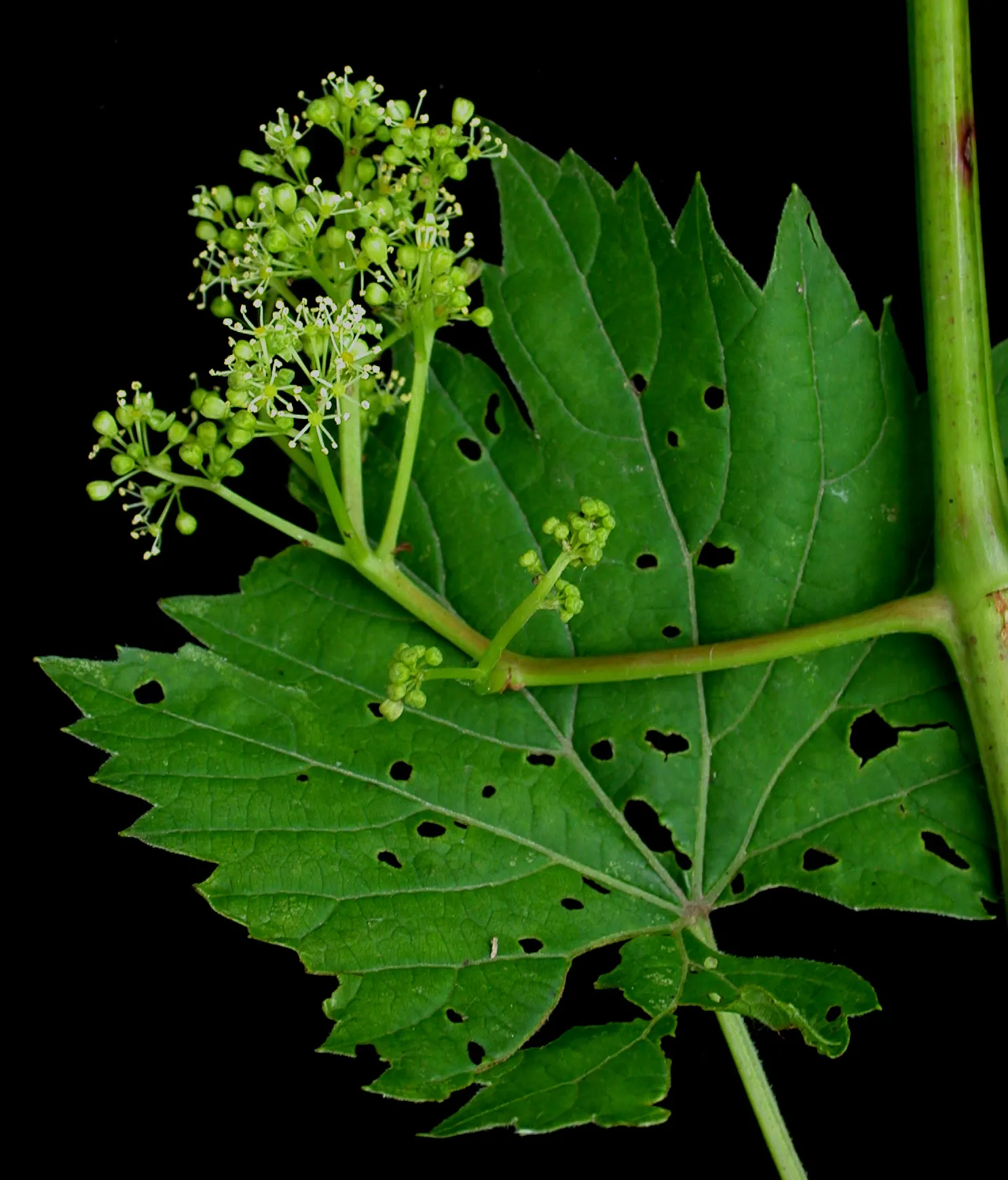 Riverbank Grape (Vitis Riparia) — green and white flowers in the garden; particularly flourishing along riverbanks