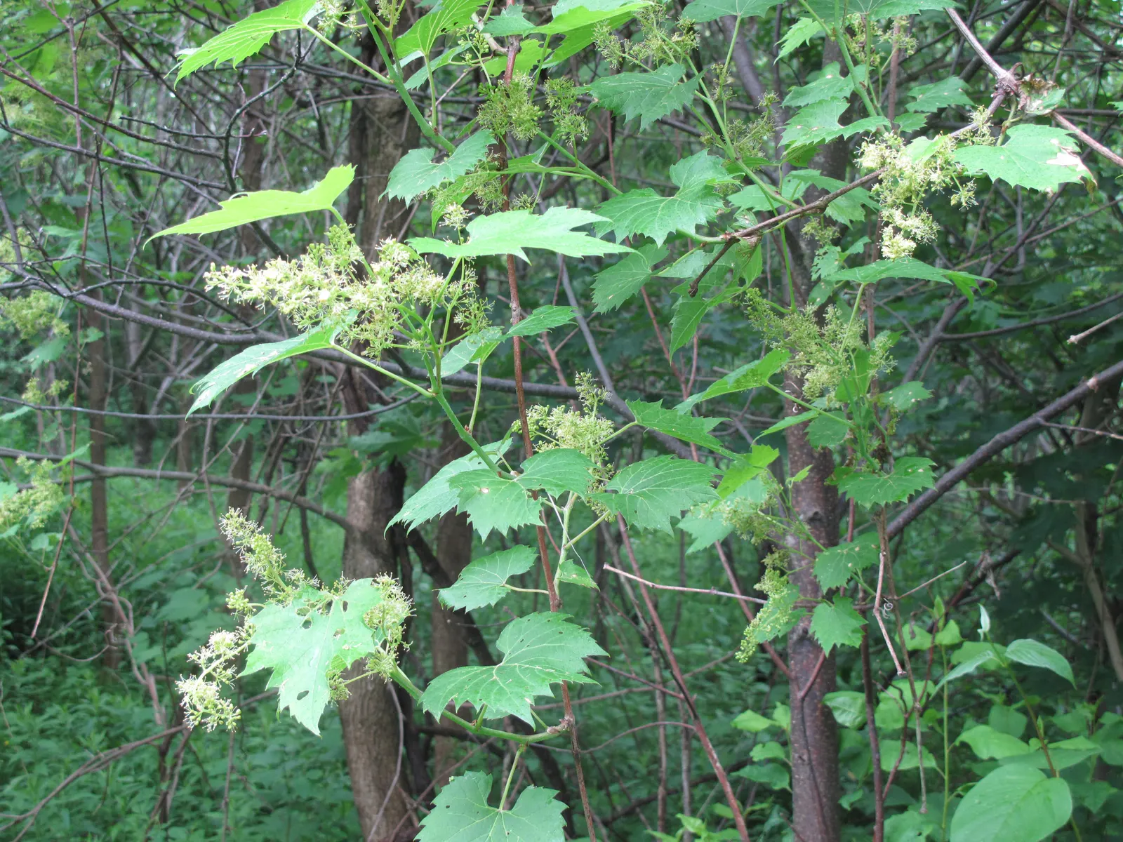 Riverbank Grape (Vitis Riparia) — Its leaves span 4-7 inches, turning vibrant yellow in fall; including birds and small mammals