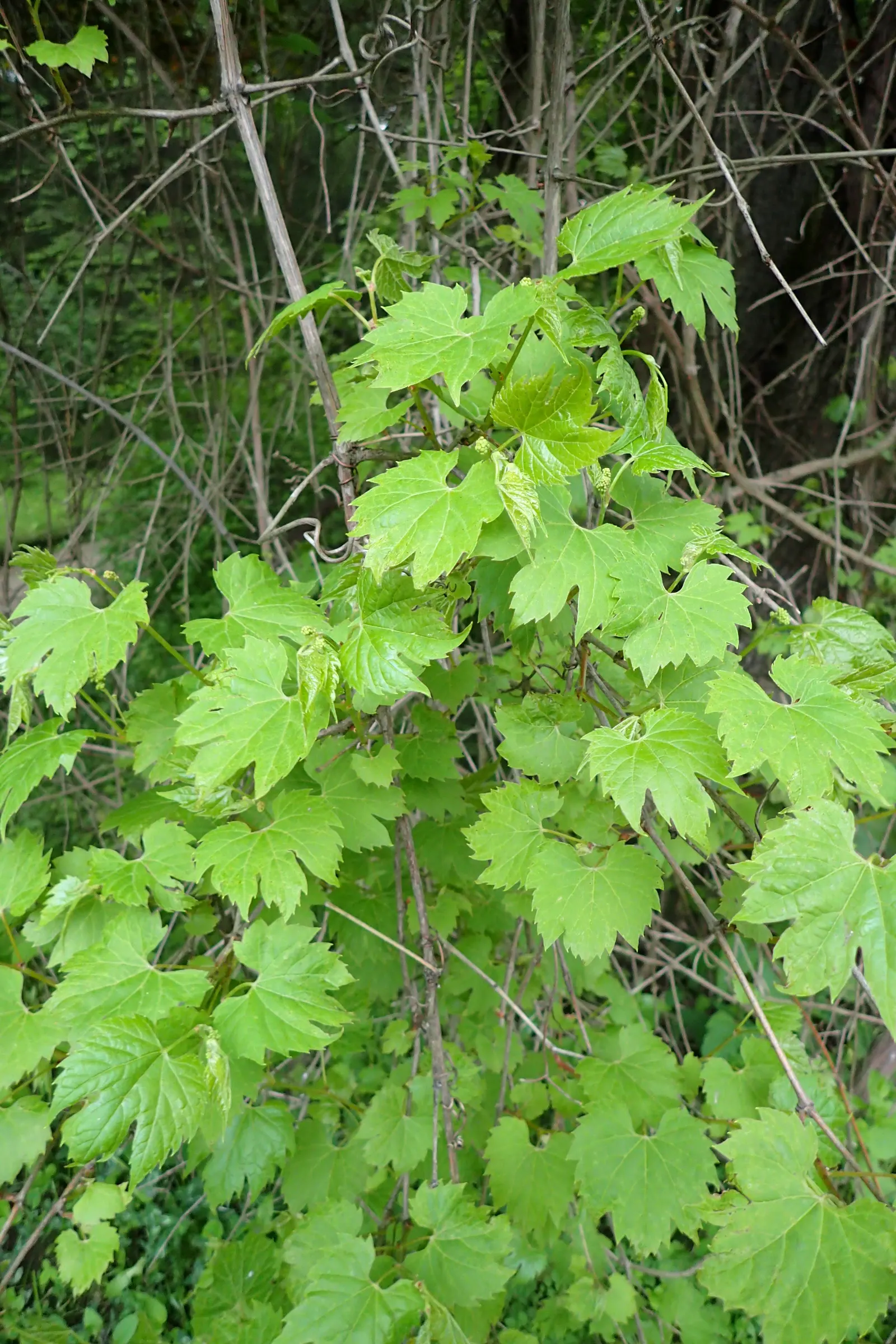 Riverbank Grape (Vitis Riparia) — It can rapidly ascend to 50 feet with its strong tendrils, providing dense foliage coverage