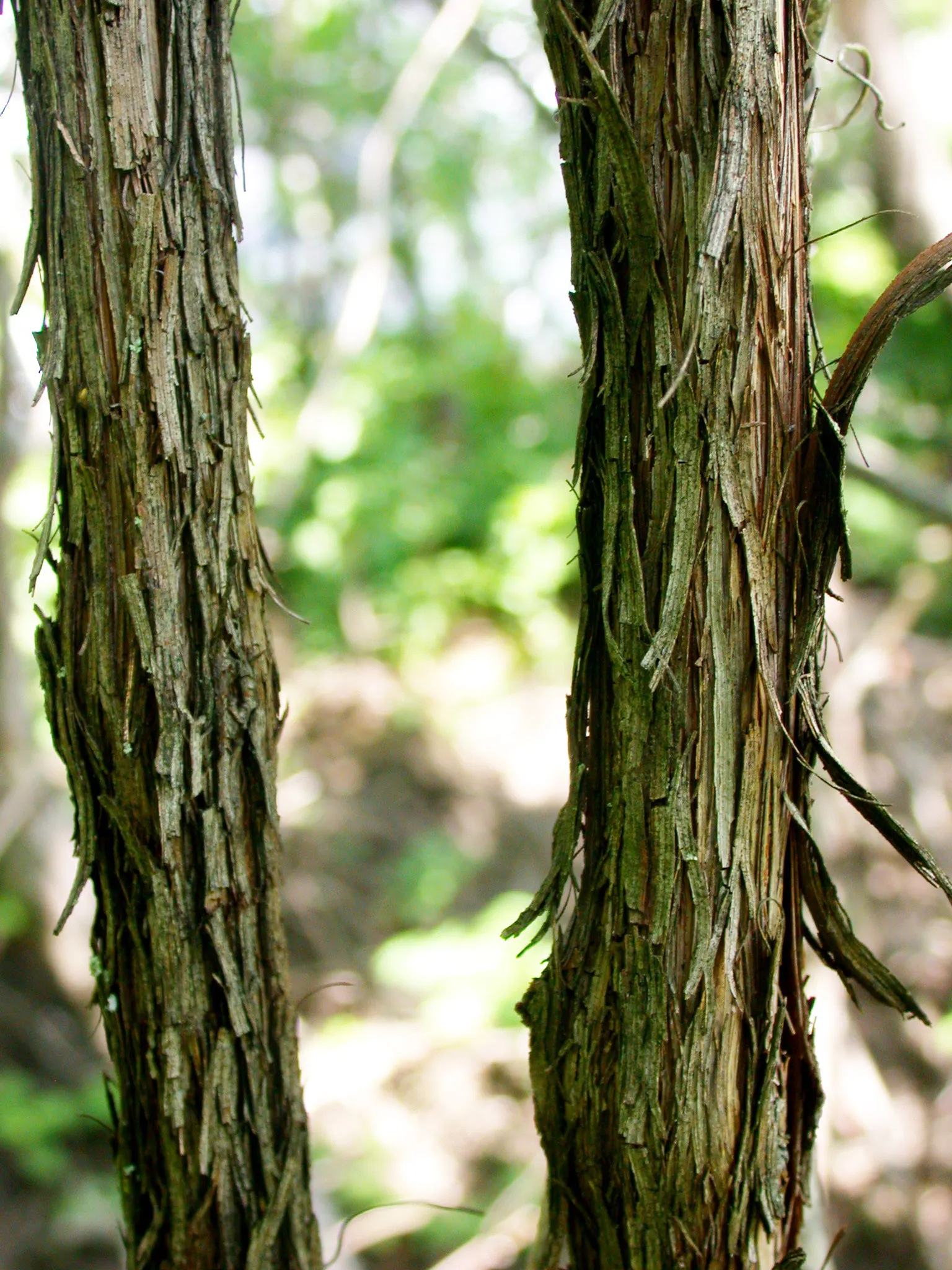 Riverbank Grape (Vitis Riparia) — is a native North American climber known for its ability to thrive in a variety of soil types