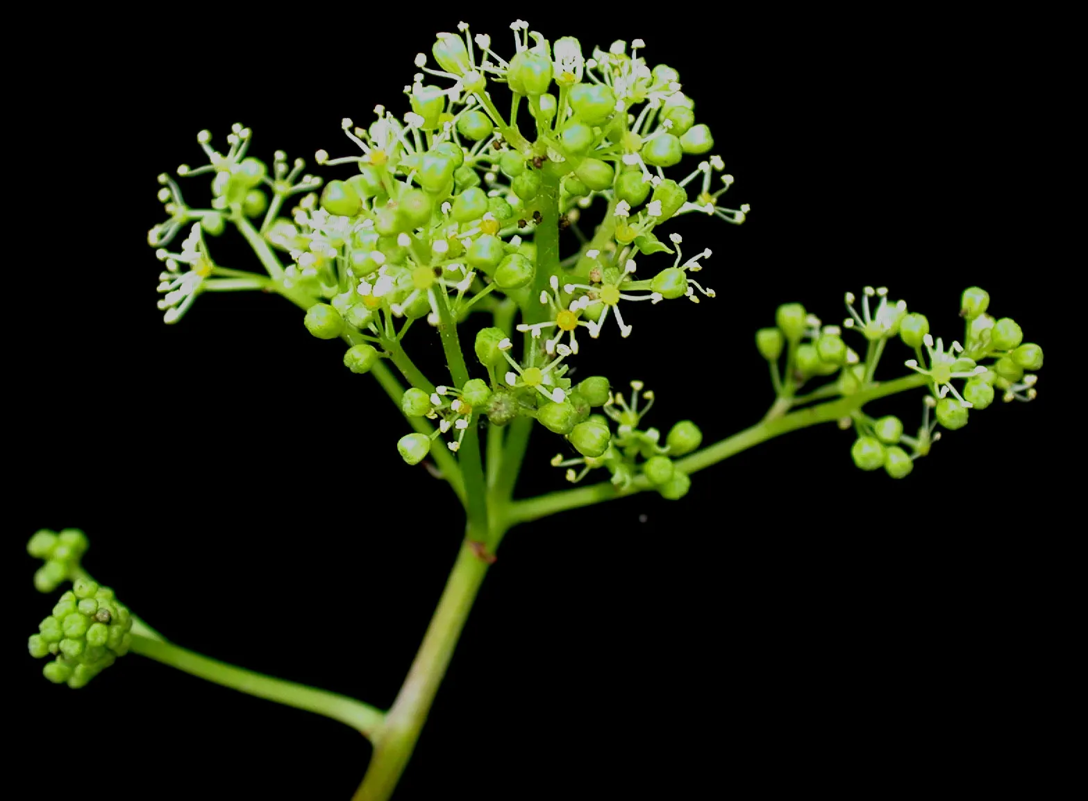 Riverbank Grape (Vitis Riparia) — It can rapidly ascend to 50 feet with its strong tendrils, providing dense foliage coverage; it is resilient, image 52