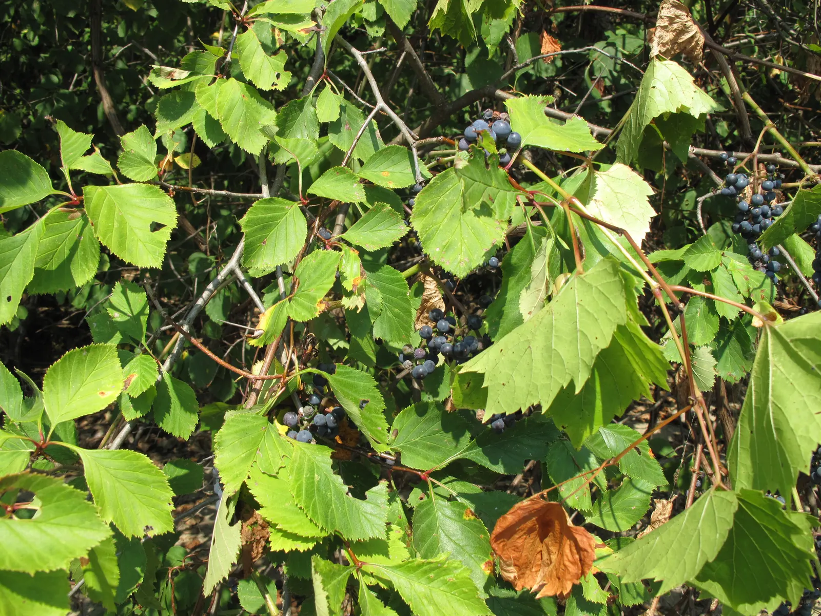 Riverbank Grape (Vitis Riparia) — contributing both aesthetic and ecological benefits to the landscape; vitis riparia, commonly known as Riverbank Grape, is a