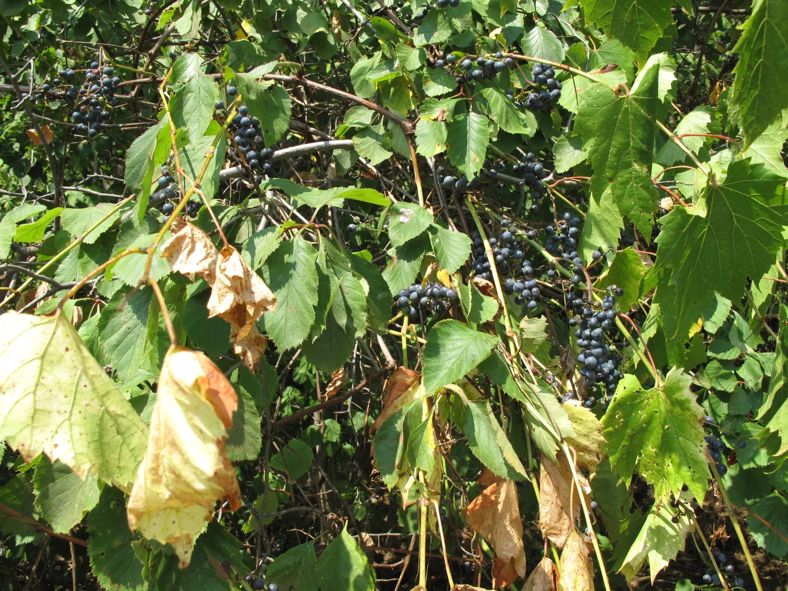 Riverbank Grape (Vitis Riparia) — green and white flowers in the garden