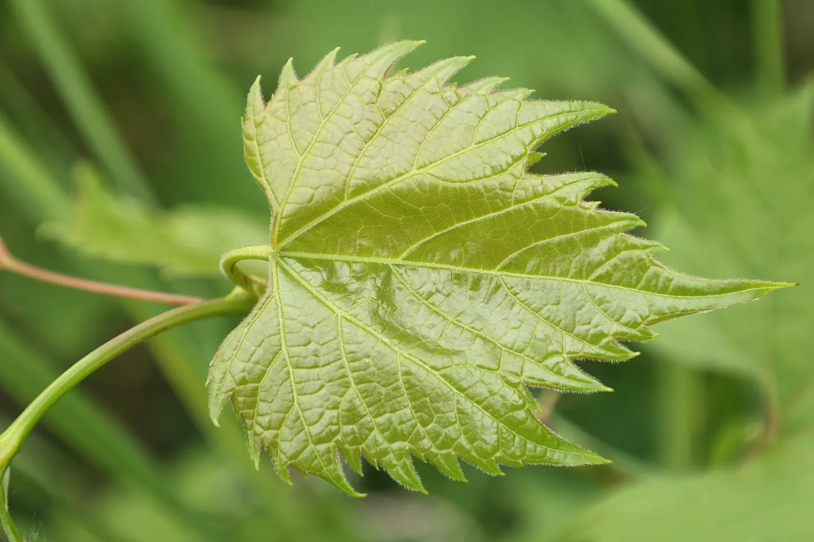 Riverbank Grape (Vitis Riparia) — signifying its tolerance to a range of climates.<br><br>Vitis riparia's foliage is noteworthy