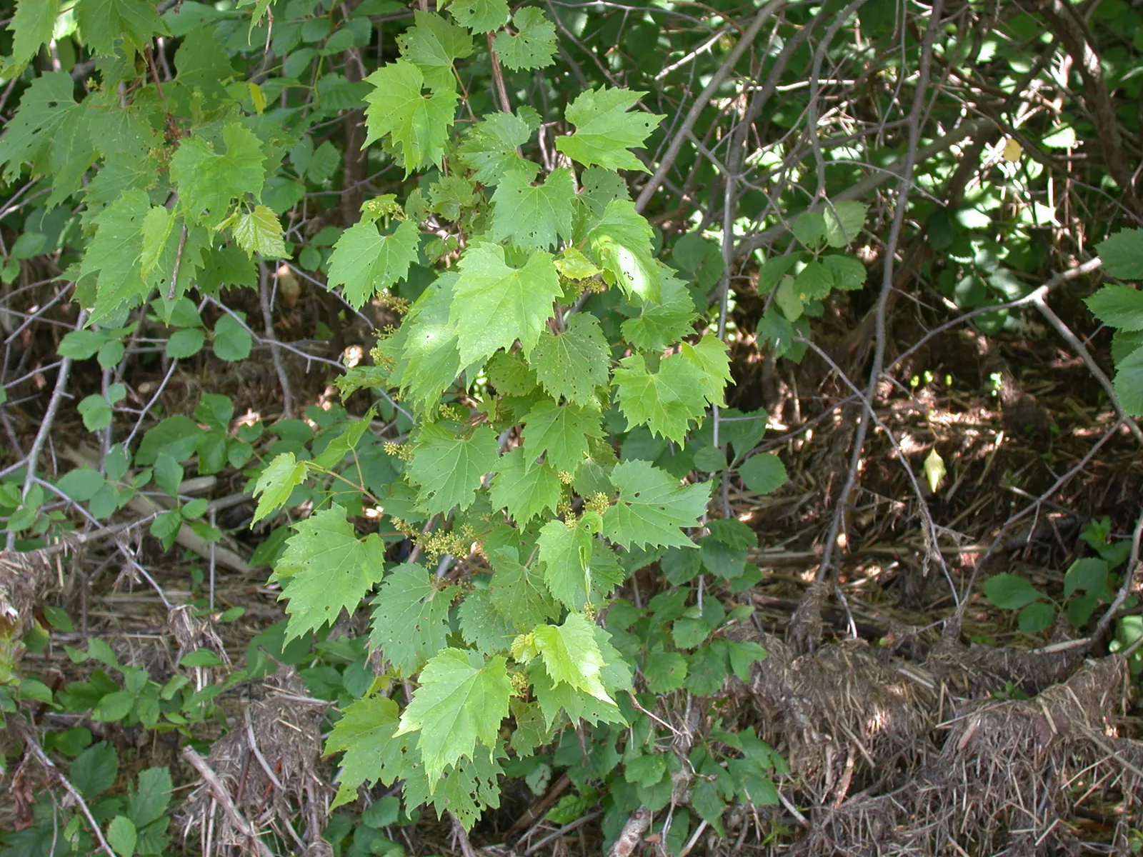 Riverbank Grape (Vitis Riparia) — While it enjoys full sun to part shade, proper exposure ensures optimal fruit production