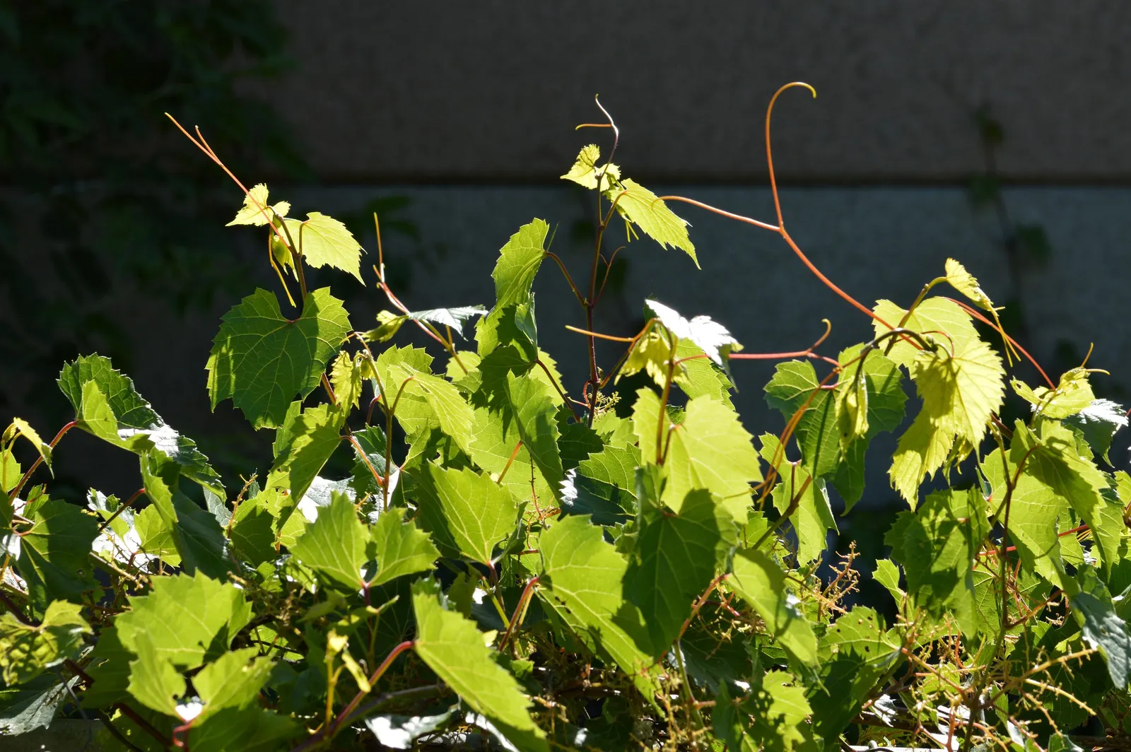 Riverbank Grape (Vitis Riparia) — vine for full or half or shade; contributing both aesthetic and ecological benefits to the landscape