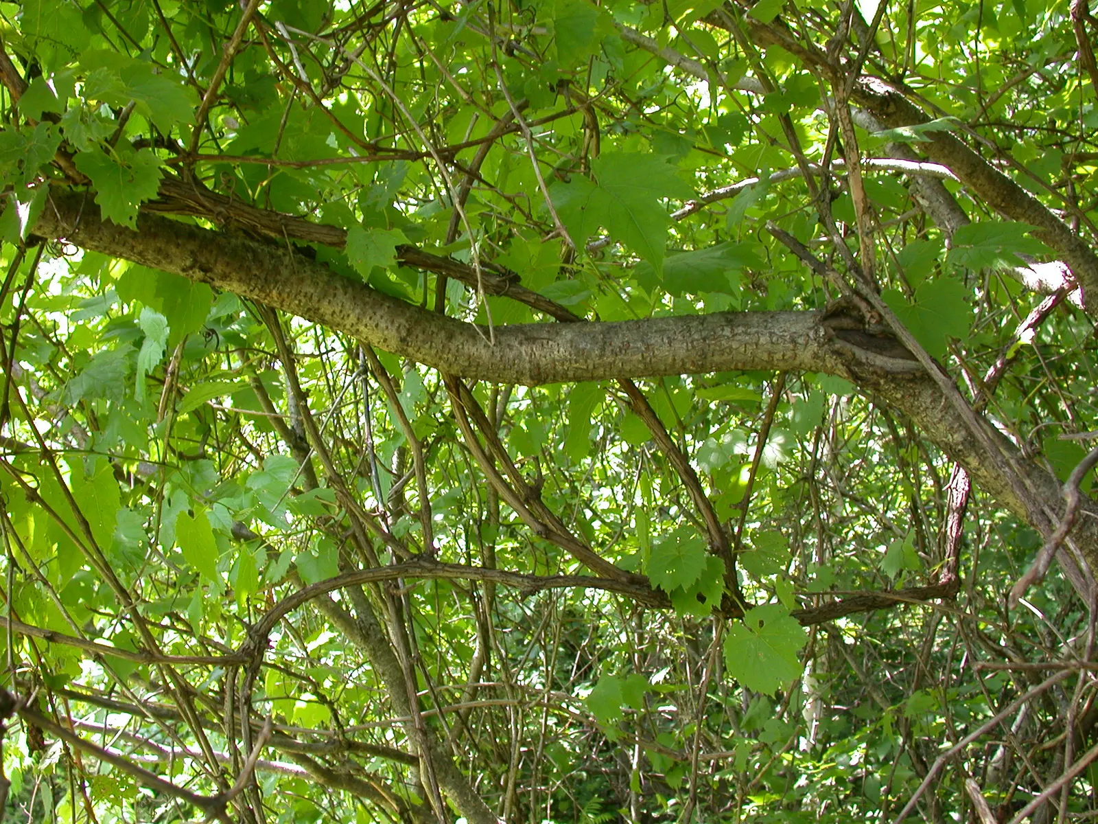 Riverbank Grape (Vitis Riparia) — followed by clusters of dark purple grape berries; this vigorous vine can climb to an impressive height of up to 50 feet by