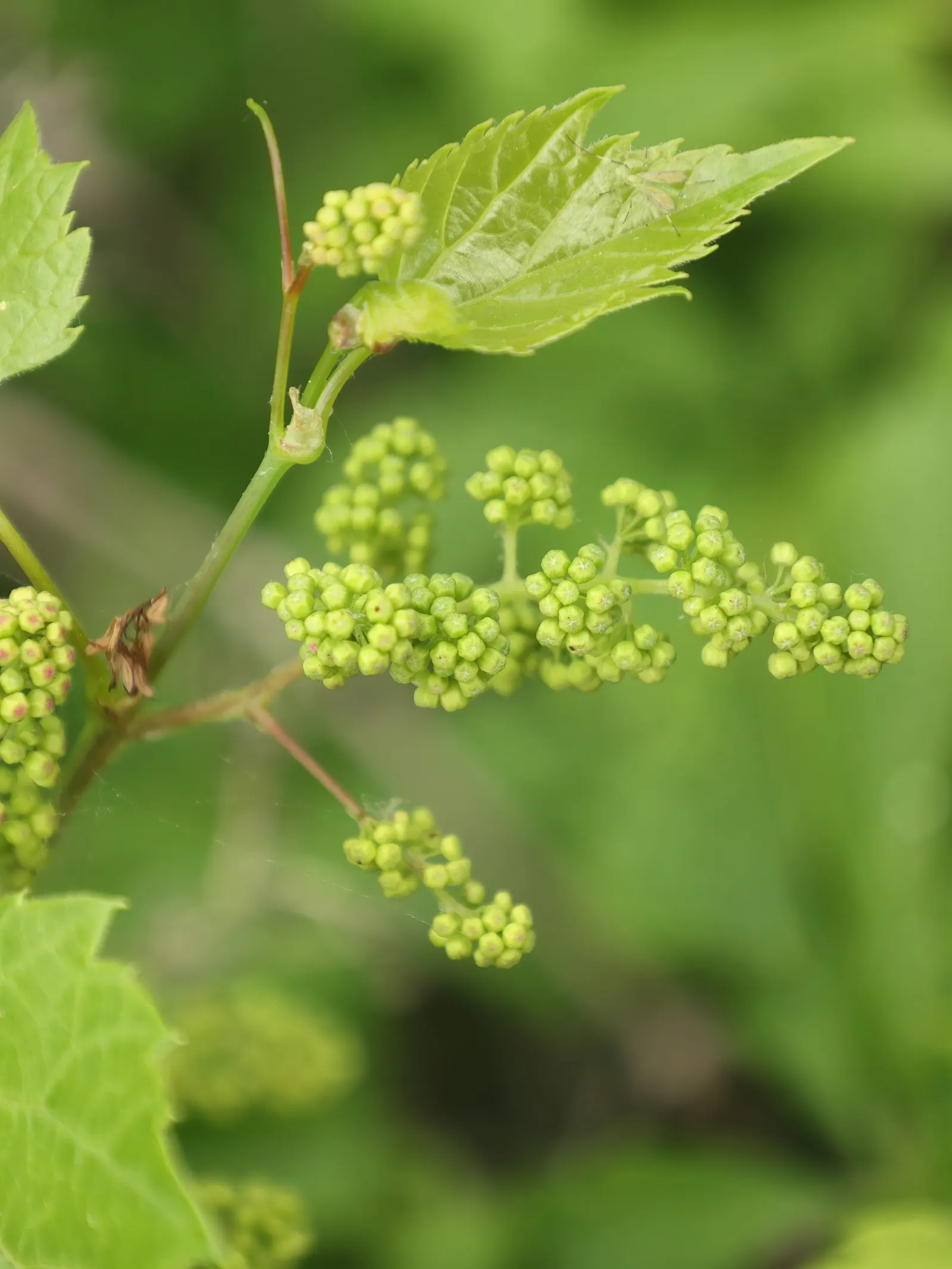 Riverbank Grape (Vitis Riparia) — This vigorous vine can climb to an impressive height of up to 50 feet by means of its tendrils