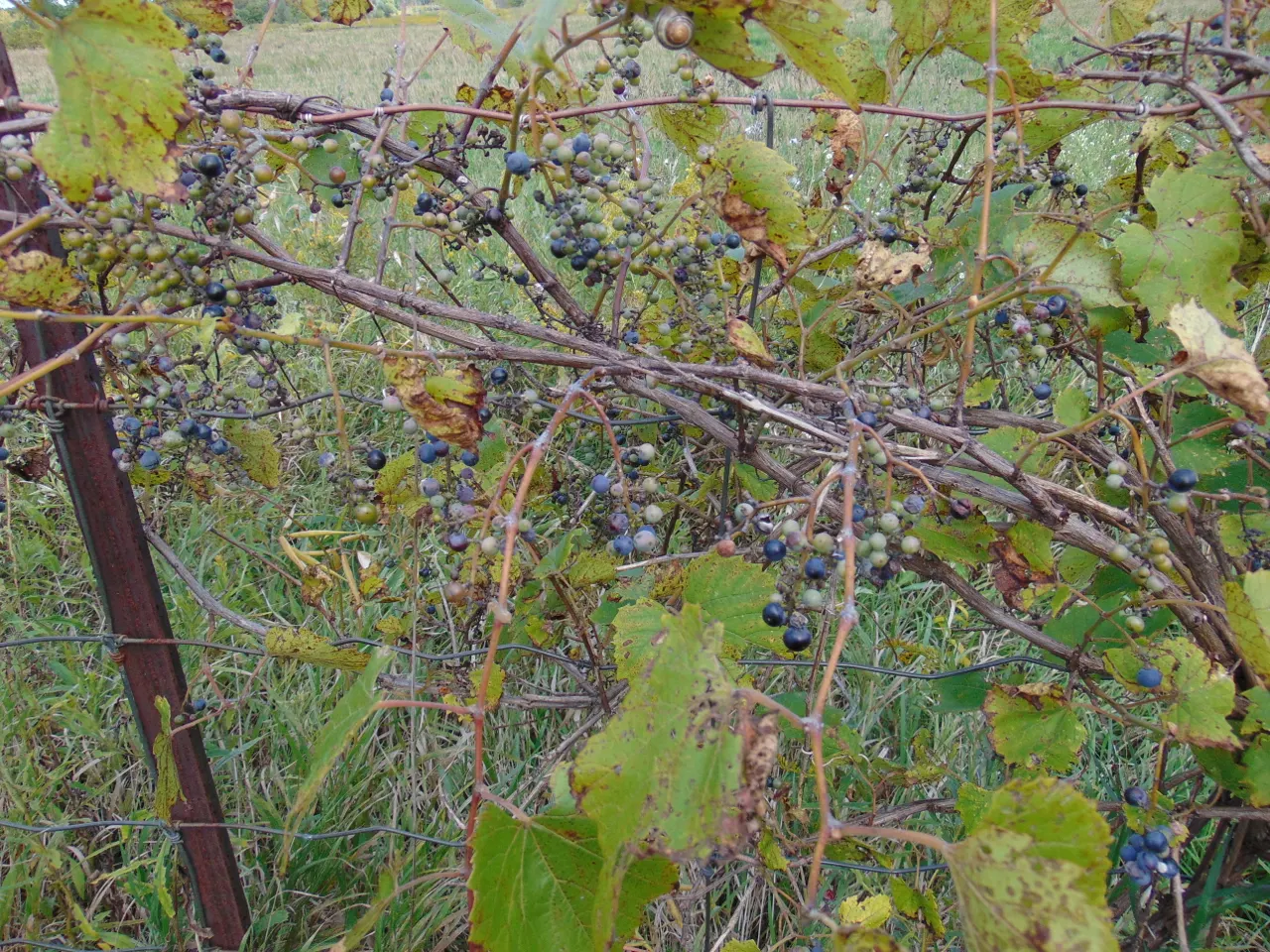 Riverbank Grape (Vitis Riparia) — signifying its tolerance to a range of climates.<br><br>Vitis riparia's foliage is noteworthy; scientifically referred to as