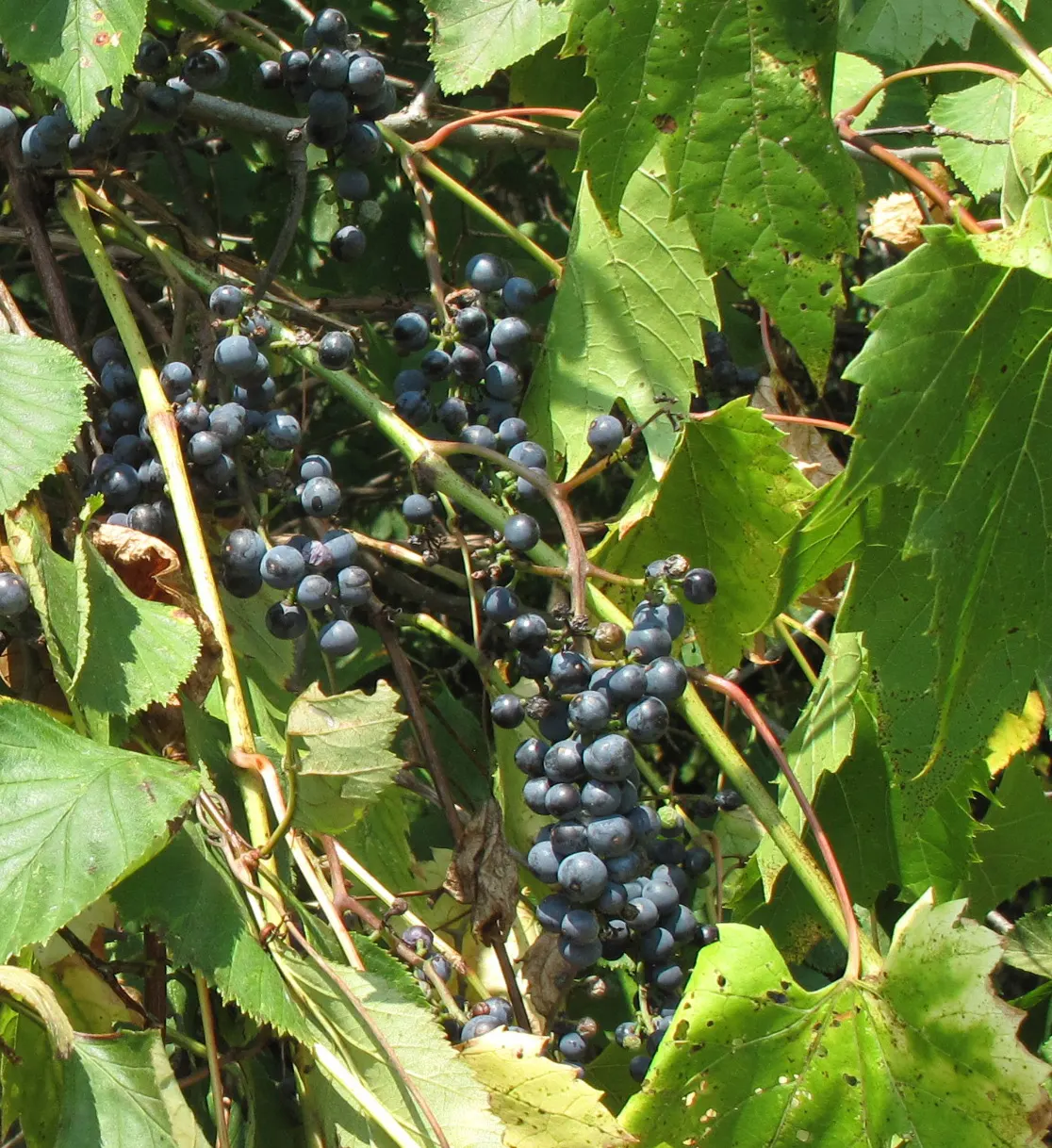 Riverbank Grape (Vitis Riparia) — Hardy in zones 3-9, it prefers moist, well-drained soils and full to partial sun; is a native North American climber known