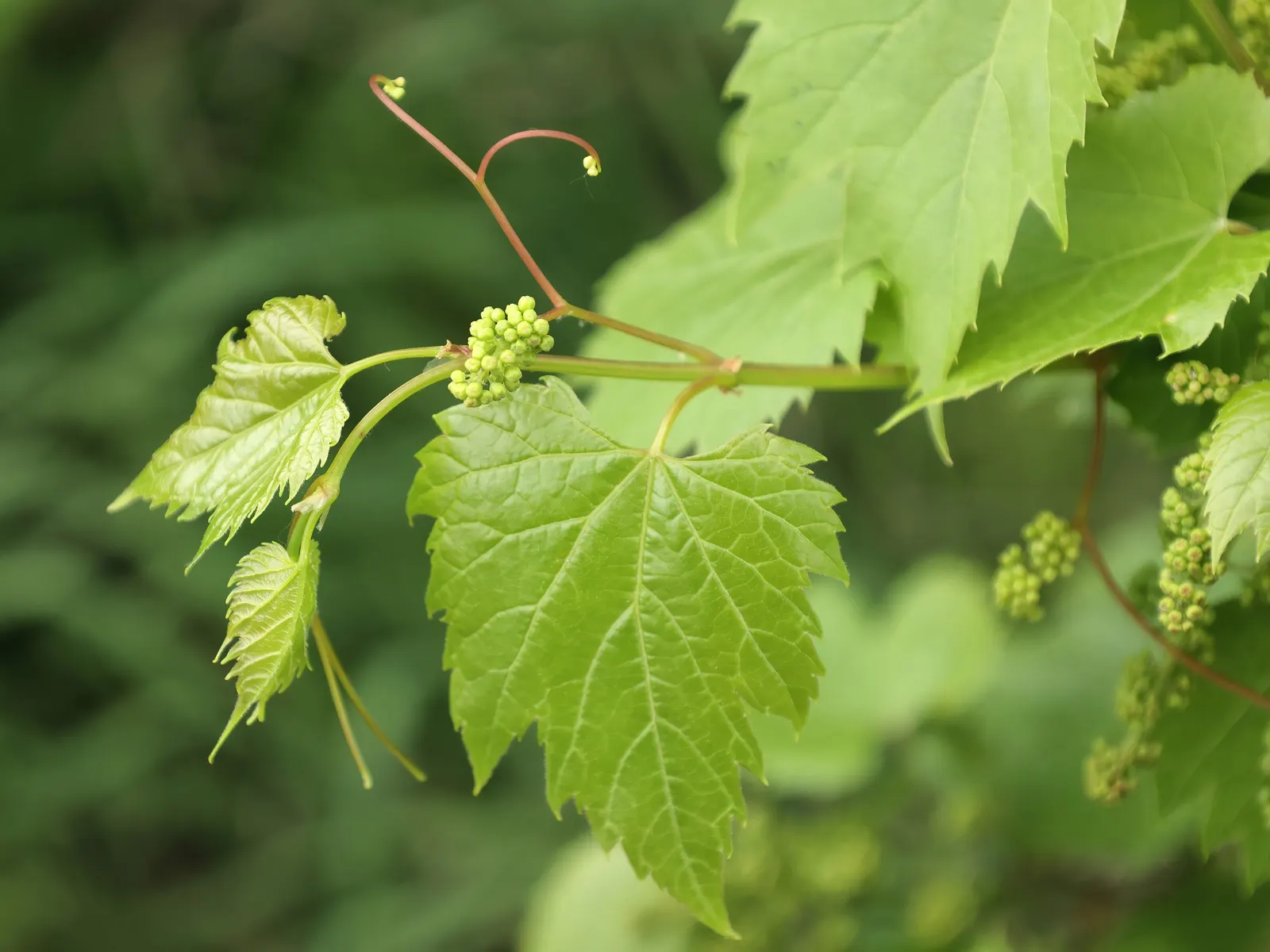Riverbank Grape (Vitis Riparia) — scientifically referred to as Vitis riparia; up to 6-inch-wide leaves that transition to vibrant hues of yellow, image 56