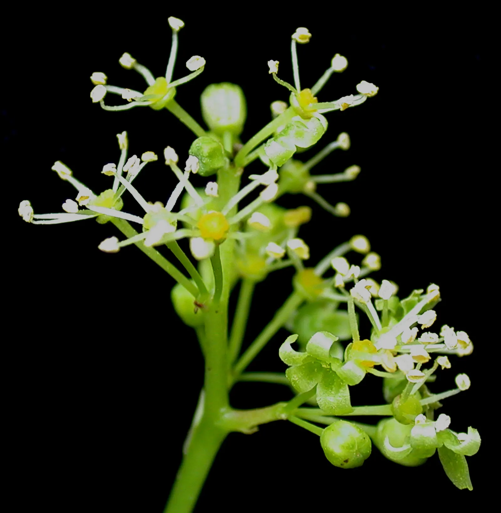 Riverbank Grape (Vitis Riparia) — vine with green and white blooms; the vine produces small greenish-white flowers during late spring
