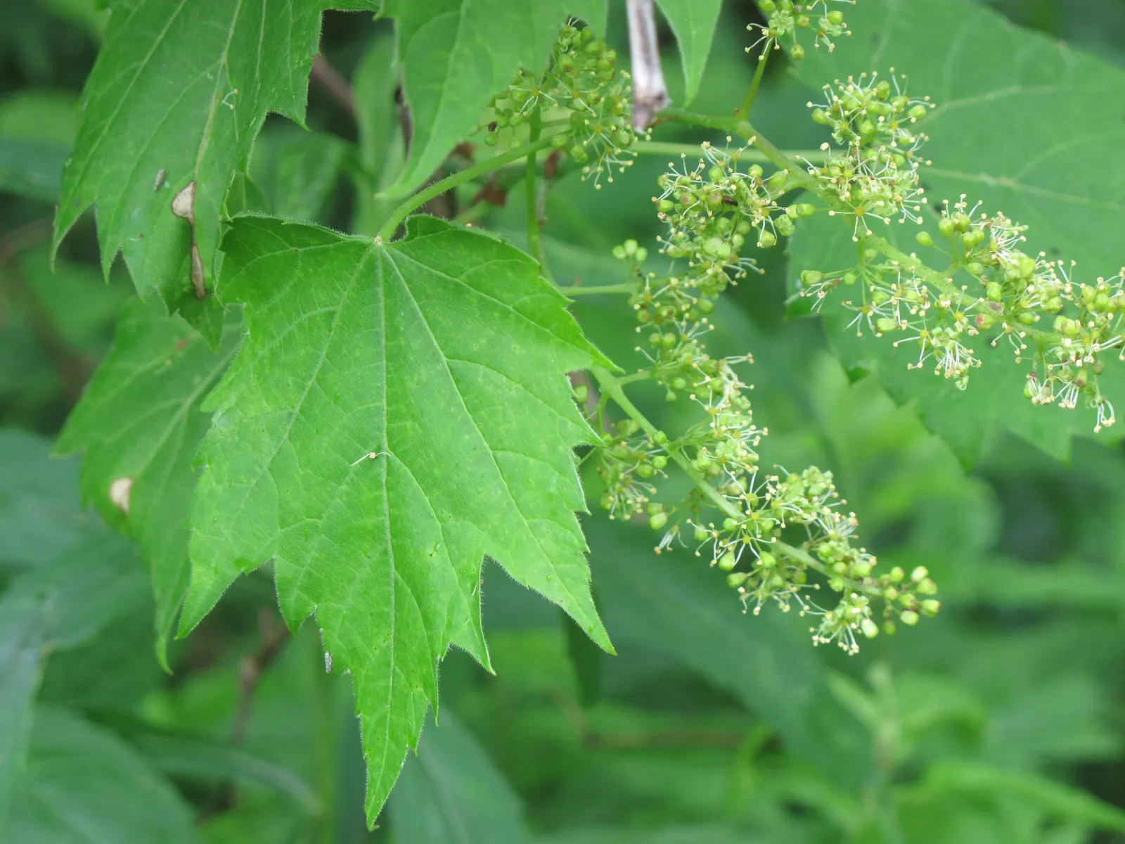Riverbank Grape (Vitis Riparia) — These grapes are about 1/4 inch in diameter and appeal to a variety of wildlife; followed by clusters of dark purple grape