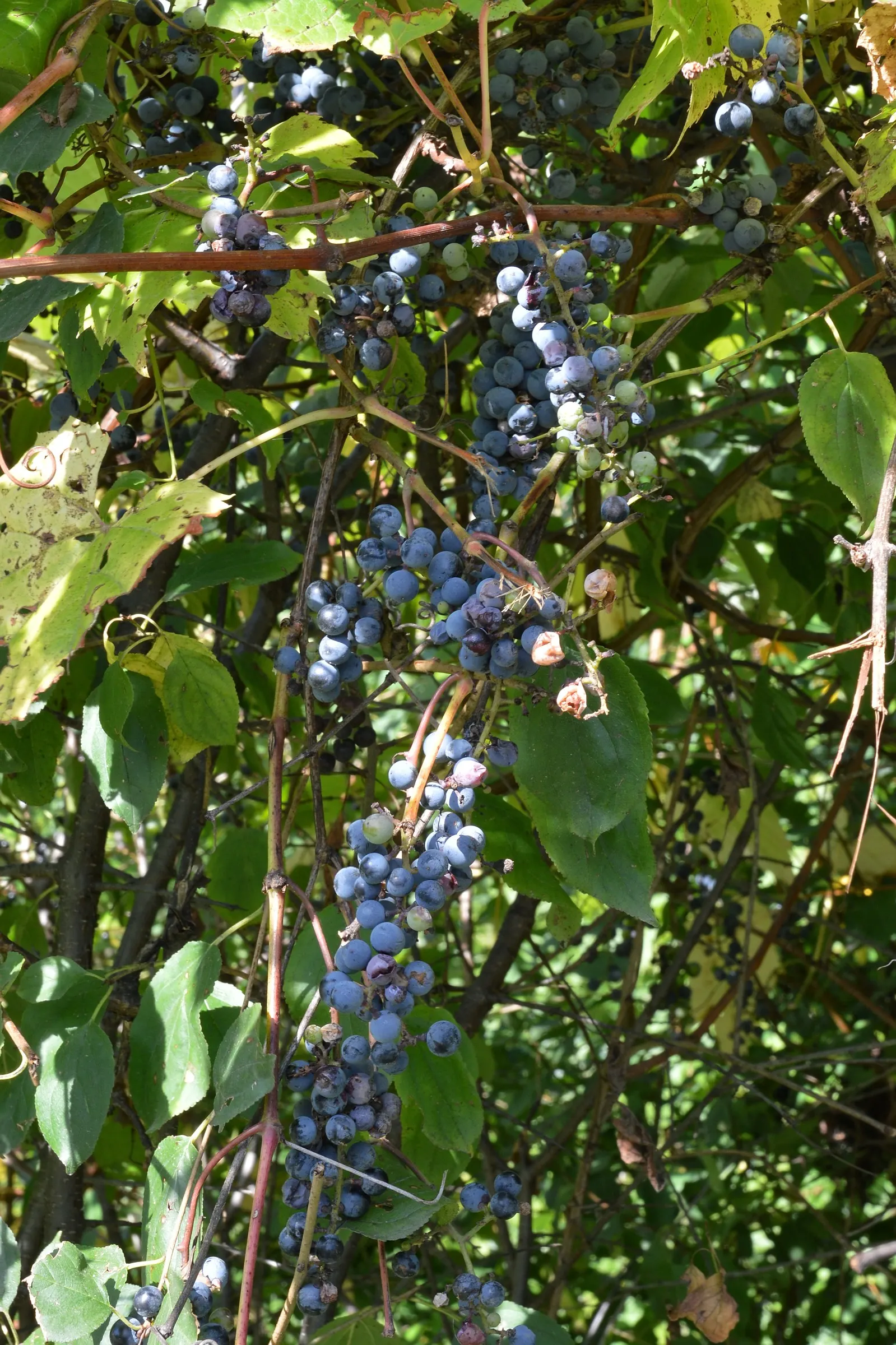 Riverbank Grape (Vitis Riparia) — In late spring, it bears inconspicuous flowers, followed by small, tart, purple grapes that attract wildlife; vine for full