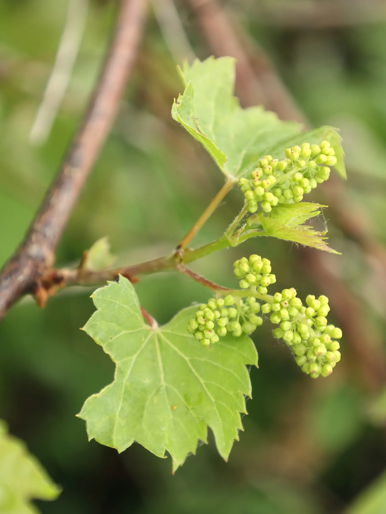 Riverbank Grape (Vitis Riparia) — vine with green and white blooms