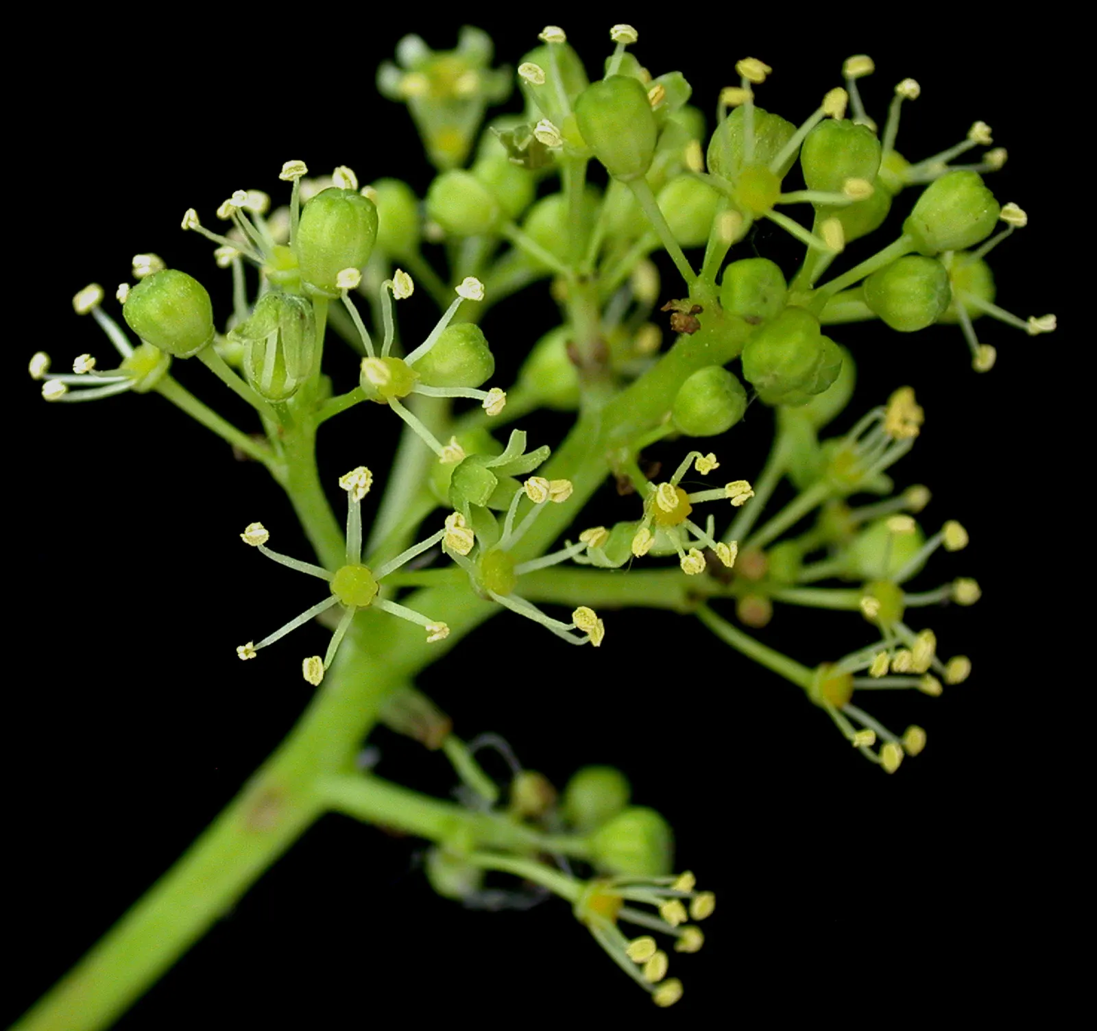 Riverbank Grape (Vitis Riparia) — which enable it to grasp and ascend structures and other vegetation; these grapes are about 1/4 inch in diameter and appeal