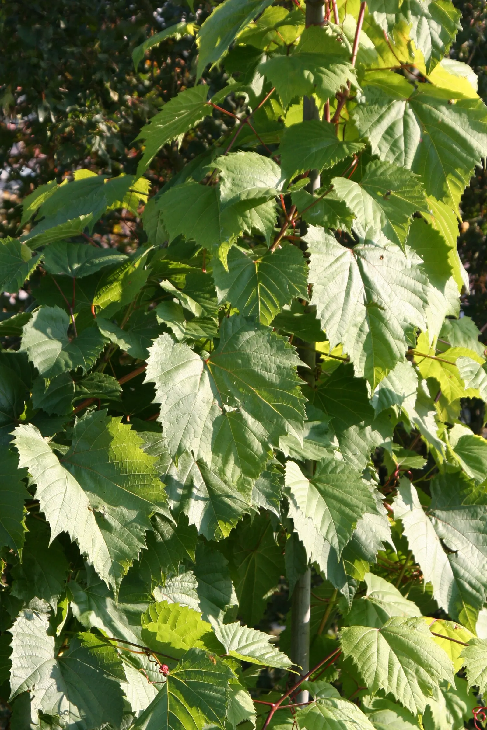 Riverbank Grape (Vitis Riparia) — The vine produces small greenish-white flowers during late spring; it can rapidly ascend to 50 feet with its strong tendrils