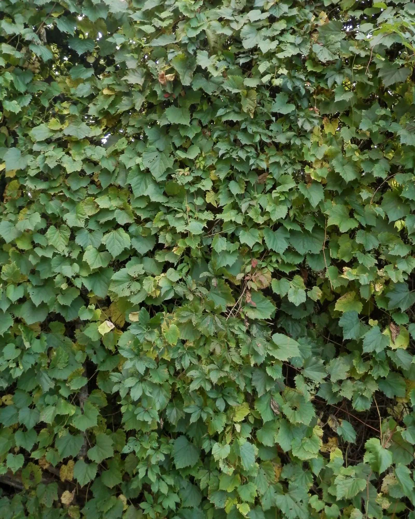 Riverbank Grape (Vitis Riparia) — Hardy in zones 3-9, it prefers moist, well-drained soils and full to partial sun; is a native North American, image 55