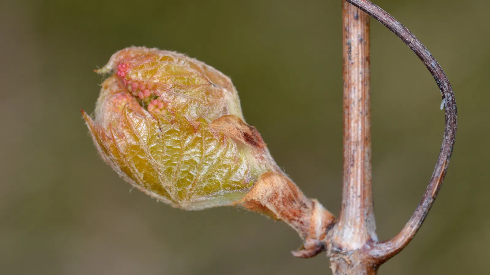 Riverbank Grape (Vitis Riparia) — scientifically referred to as Vitis riparia; up to 6-inch-wide leaves that transition to vibrant hues of yellow and