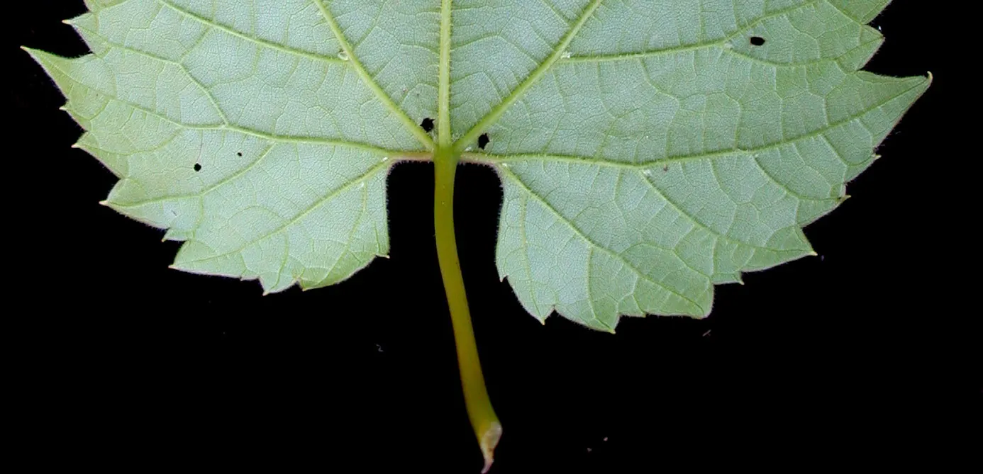 Riverbank Grape (Vitis Riparia) — providing a lush backdrop with its heart-shaped, image 38