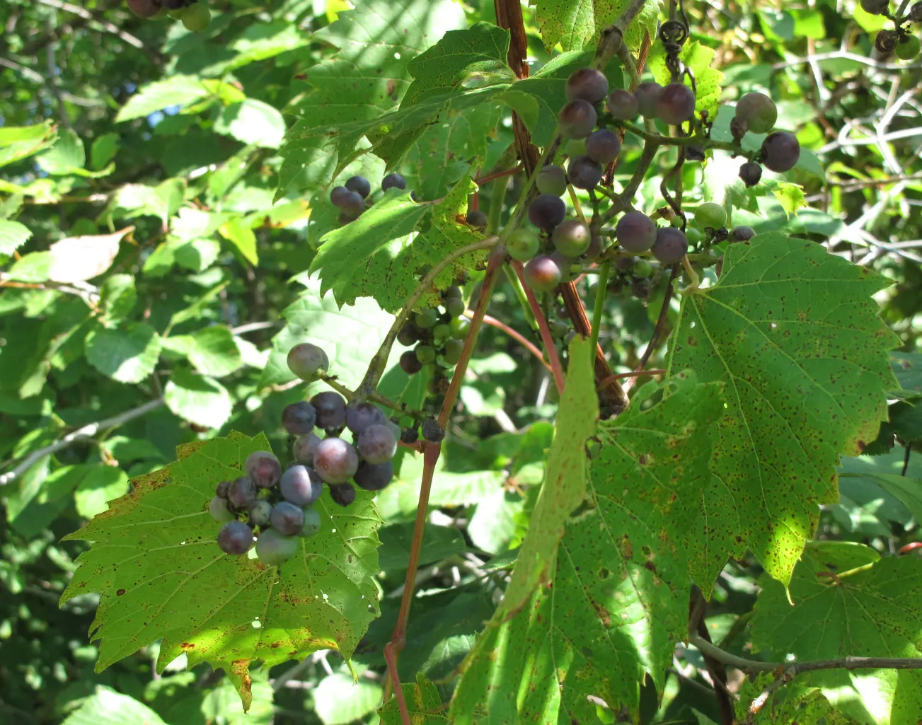 Riverbank Grape (Vitis Riparia) — is a native North American climber known for its ability to thrive in a variety of soil types; vitis riparia's, image 57