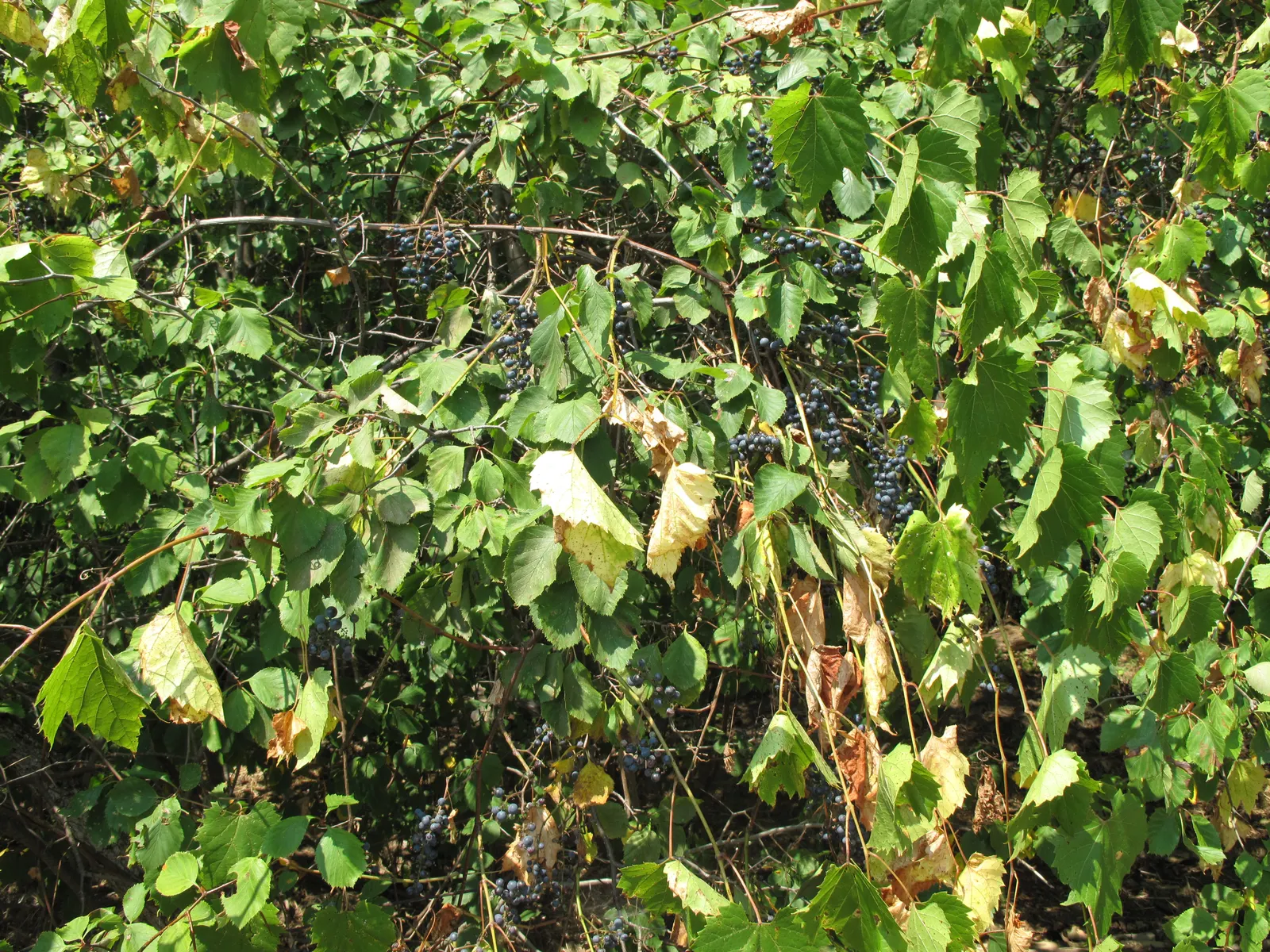 Riverbank Grape (Vitis Riparia) — particularly flourishing along riverbanks; its leaves span 4-7 inches, turning vibrant yellow in fall, image 58