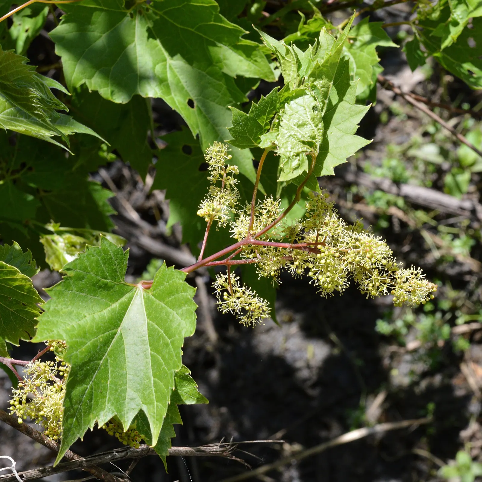 Riverbank Grape (Vitis Riparia) — vine for full or half or shade