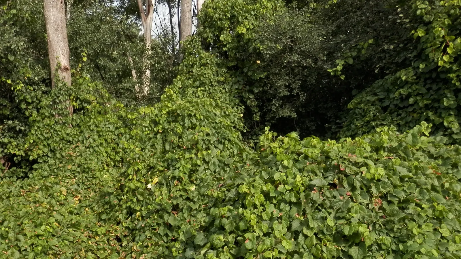 Riverbank Grape (Vitis Riparia) — particularly flourishing along riverbanks