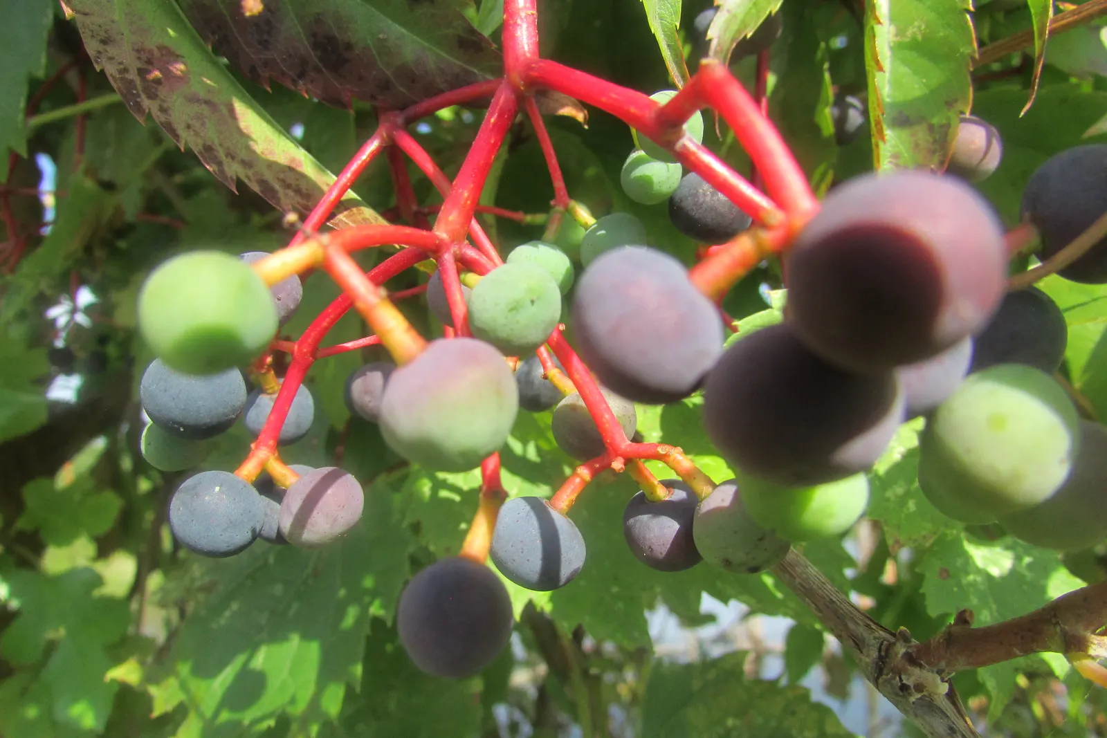 Riverbank Grape (Vitis Riparia) — Vitis riparia's rapid growth and extensive coverage make it an excellent choice for covering arbors