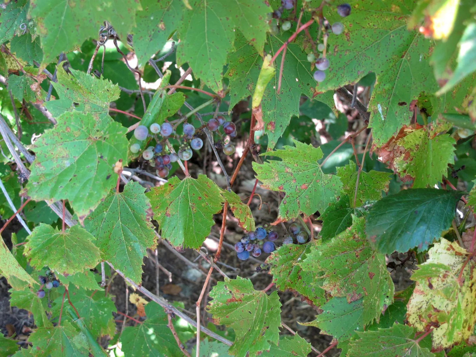 Riverbank Grape (Vitis Riparia) — up to 6-inch-wide leaves that transition to vibrant hues of yellow and reddish-purple come fall