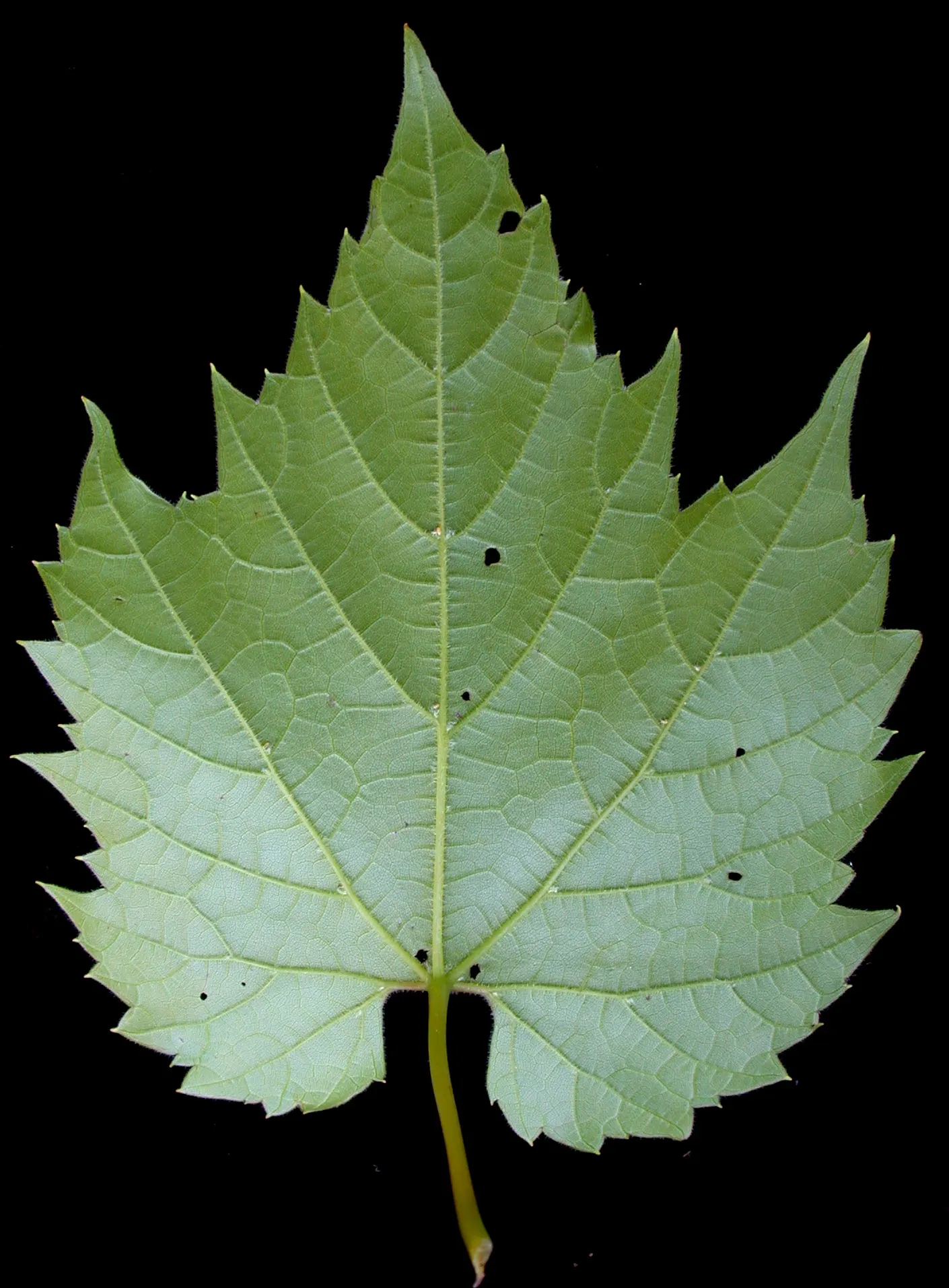 Riverbank Grape (Vitis Riparia) — reducing the risk of disease; hardy in zones 3-9, it prefers moist, well-drained soils and full to partial sun
