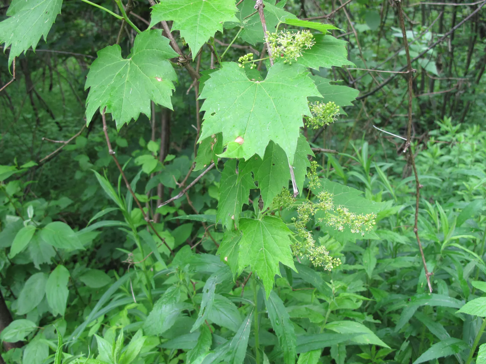 Riverbank Grape (Vitis Riparia) — including birds and small mammals; green and white flowers in the garden