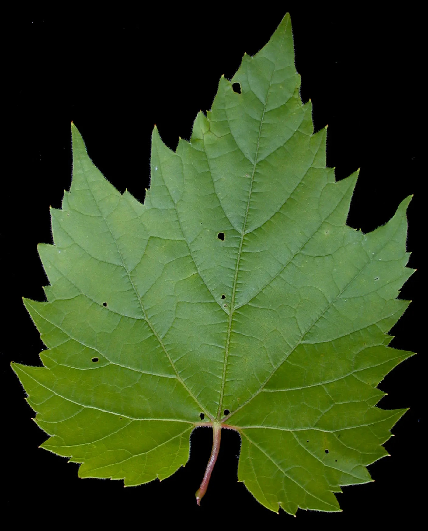 Riverbank Grape (Vitis Riparia) — particularly flourishing along riverbanks; its leaves span 4-7 inches, turning vibrant yellow in fall