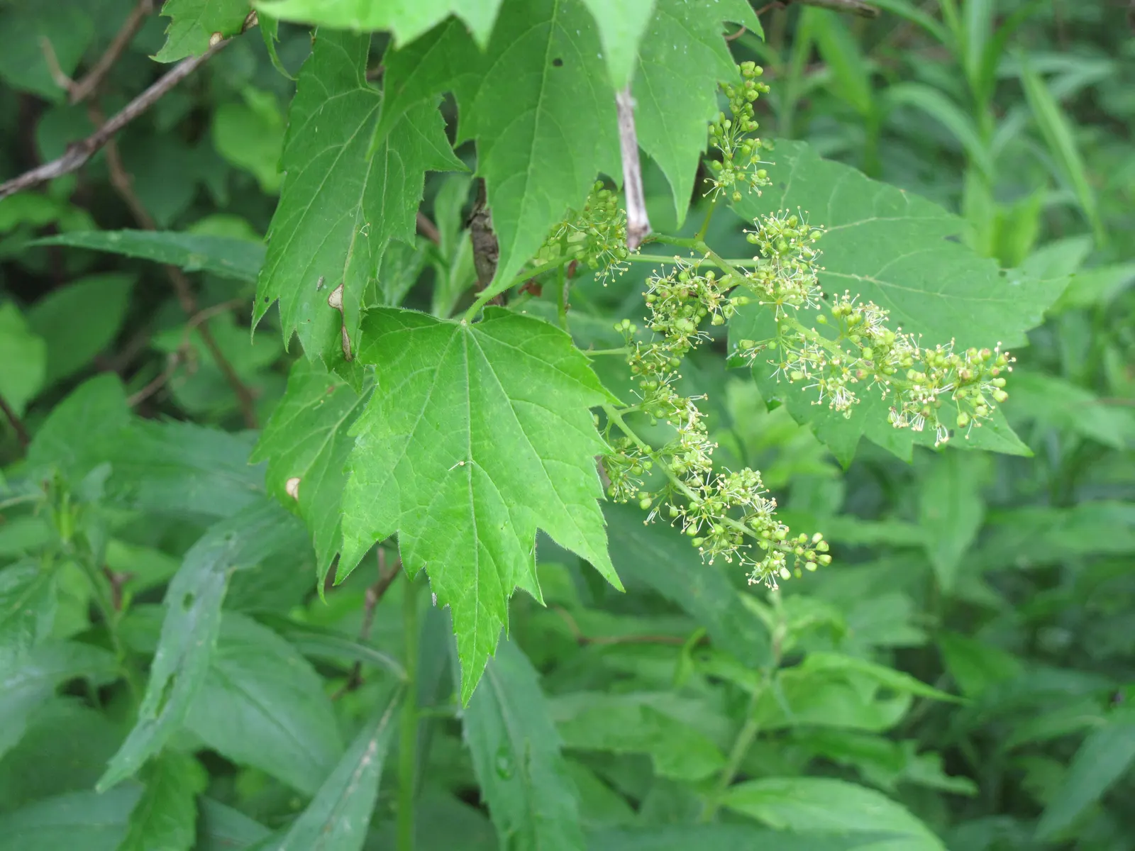 Riverbank Grape (Vitis Riparia) — scientifically referred to as Vitis riparia