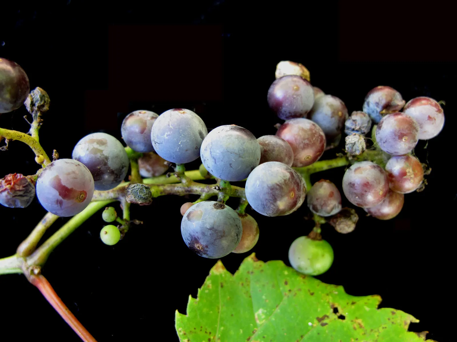 Riverbank Grape (Vitis Riparia) — Hardy in zones 3-9, it prefers moist, well-drained soils and full to partial sun