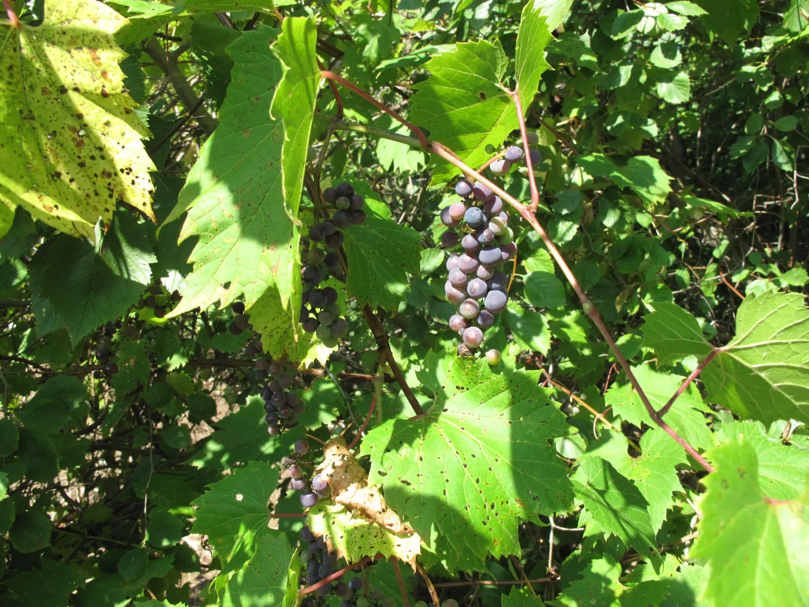 Riverbank Grape (Vitis Riparia) — In late spring, it bears inconspicuous flowers, followed by small, tart, purple grapes that attract wildlife, image 54